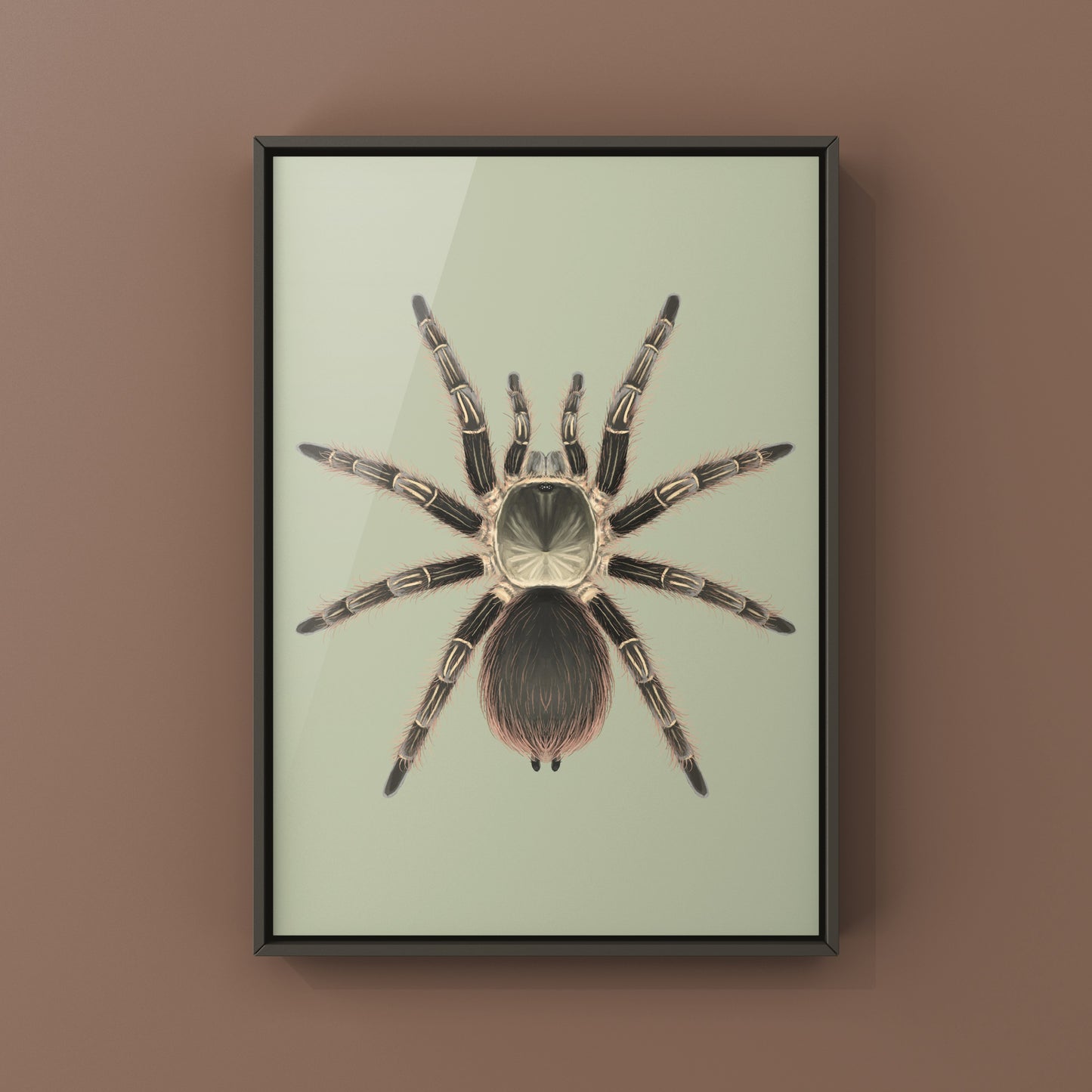 Pink Zebra Beauty tarantula art print by The Silk Ranch featuring detailed illustration of Eupalaestrus campestratus on white background.