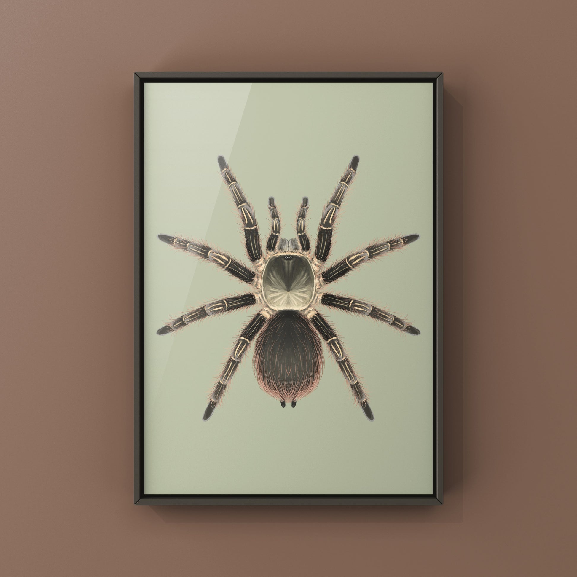 Pink Zebra Beauty tarantula art print by The Silk Ranch featuring detailed illustration of Eupalaestrus campestratus on white background.