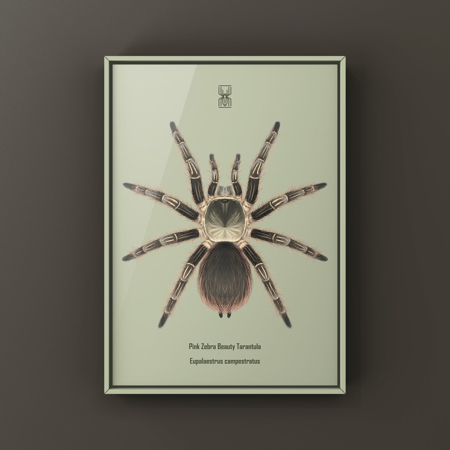 Pink Zebra Beauty tarantula art print by The Silk Ranch featuring a Eupalaestrus campestratus tarantula on a neutral background