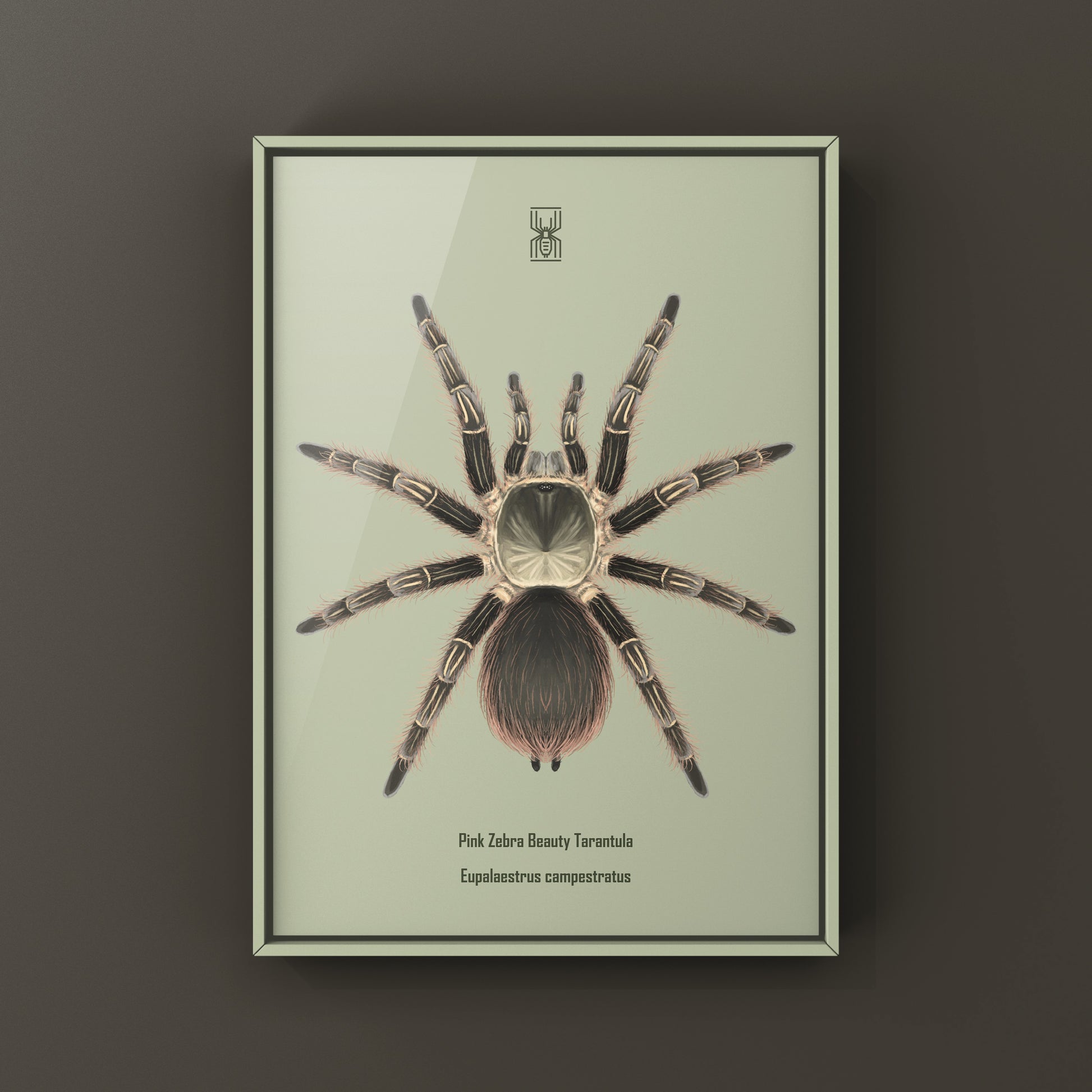 Pink Zebra Beauty tarantula art print by The Silk Ranch featuring a Eupalaestrus campestratus tarantula on a neutral background