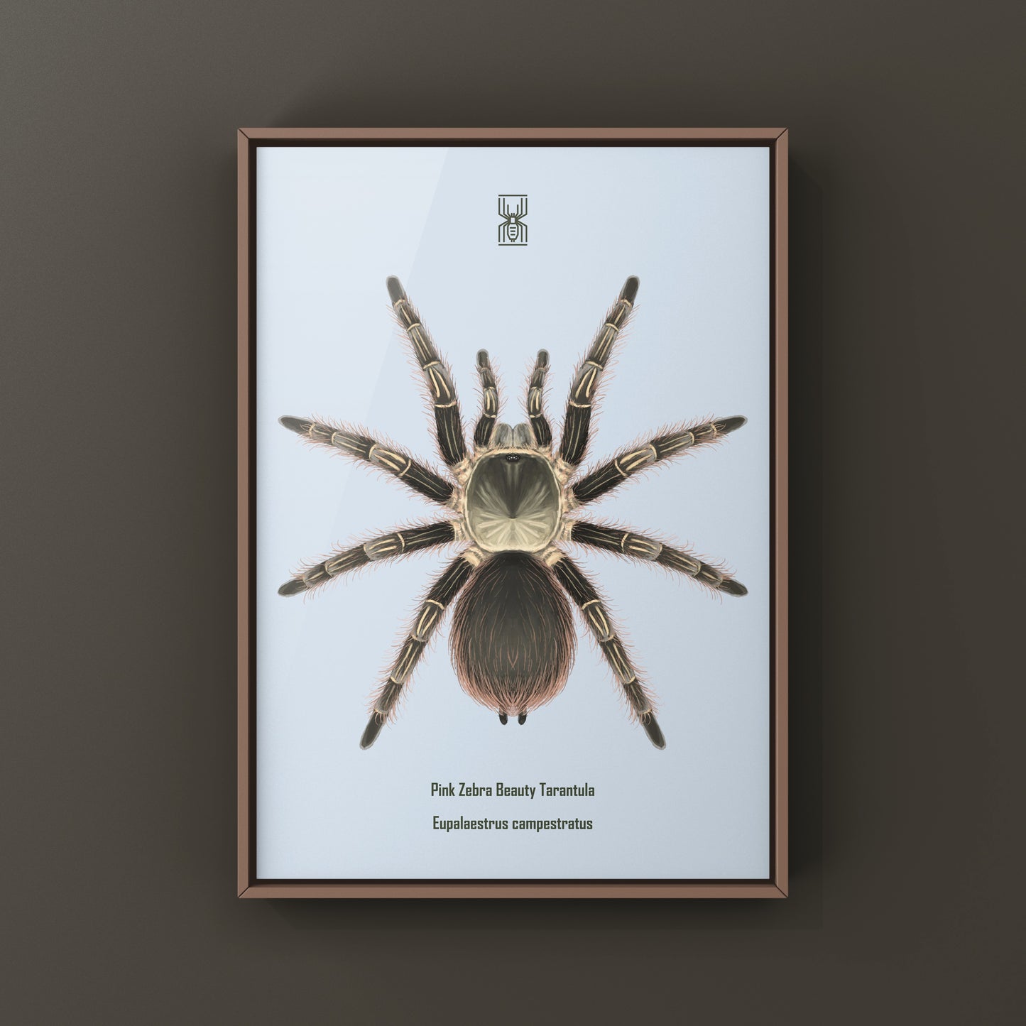Pink Zebra Beauty tarantula art print by The Silk Ranch featuring a detailed Eupalaestrus campestratus illustration.