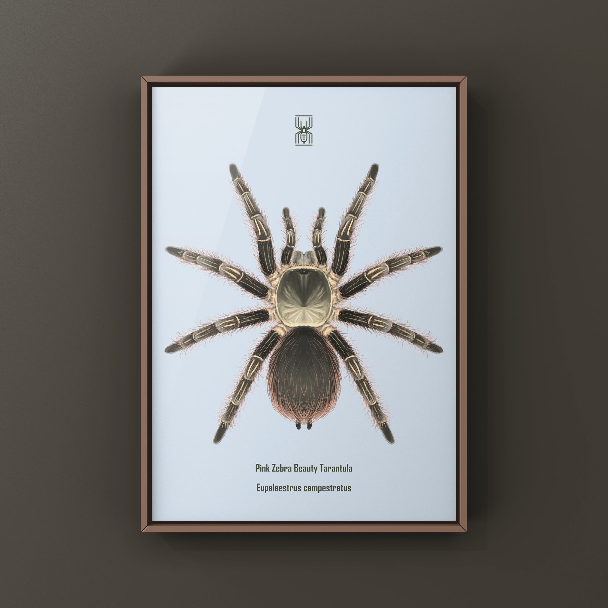 Pink Zebra Beauty tarantula art print by The Silk Ranch featuring a detailed Eupalaestrus campestratus illustration.