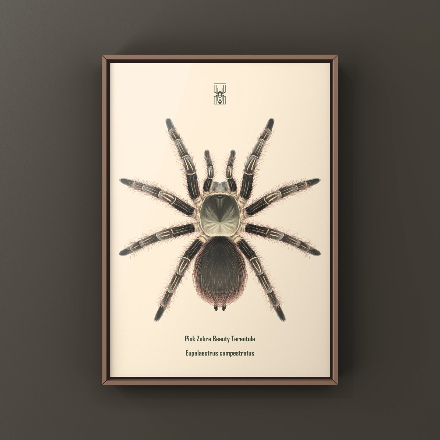 Pink Zebra Beauty tarantula art print from The Silk Ranch showcasing detailed Eupalaestrus campestratus spider artwork