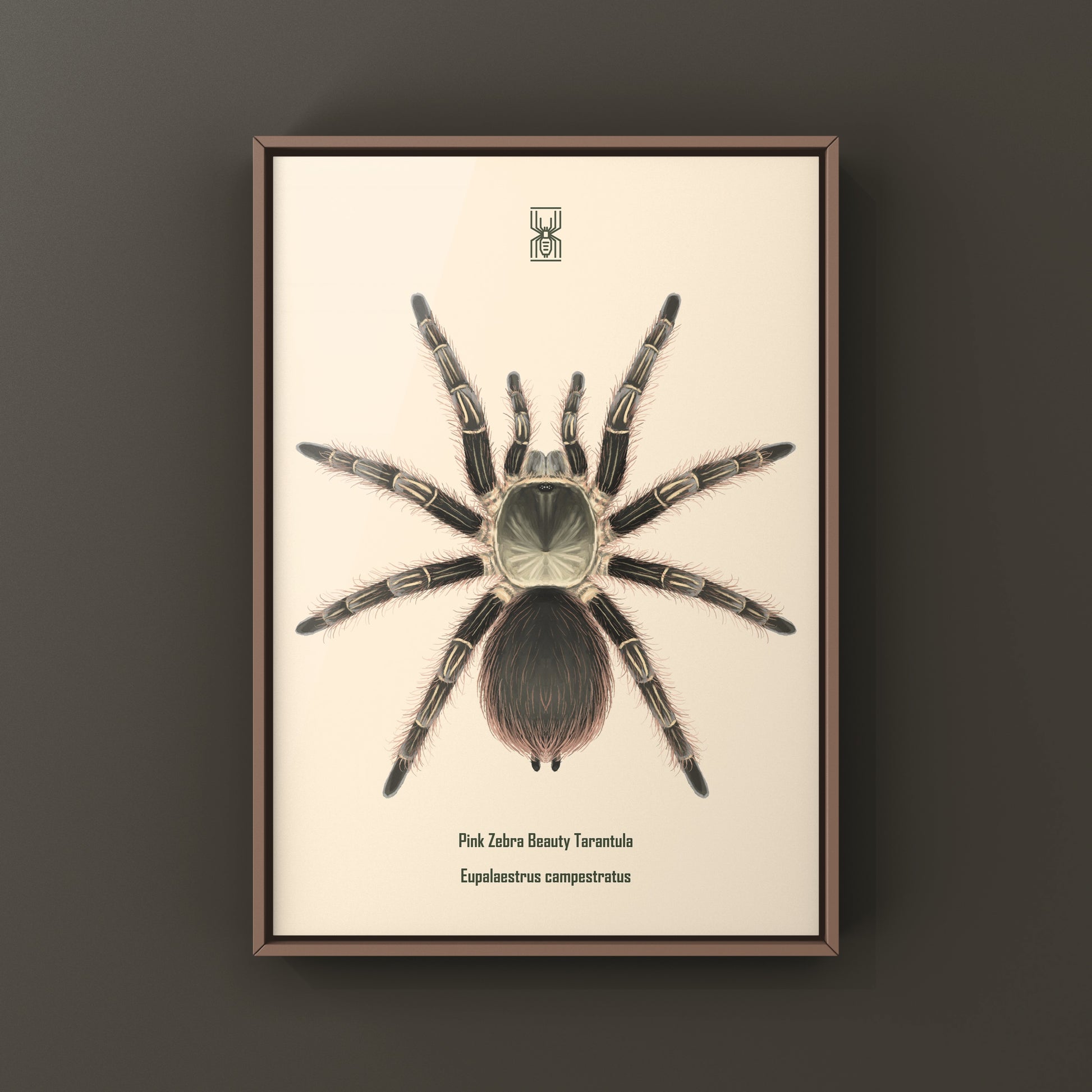 Pink Zebra Beauty tarantula art print from The Silk Ranch showcasing detailed Eupalaestrus campestratus spider artwork