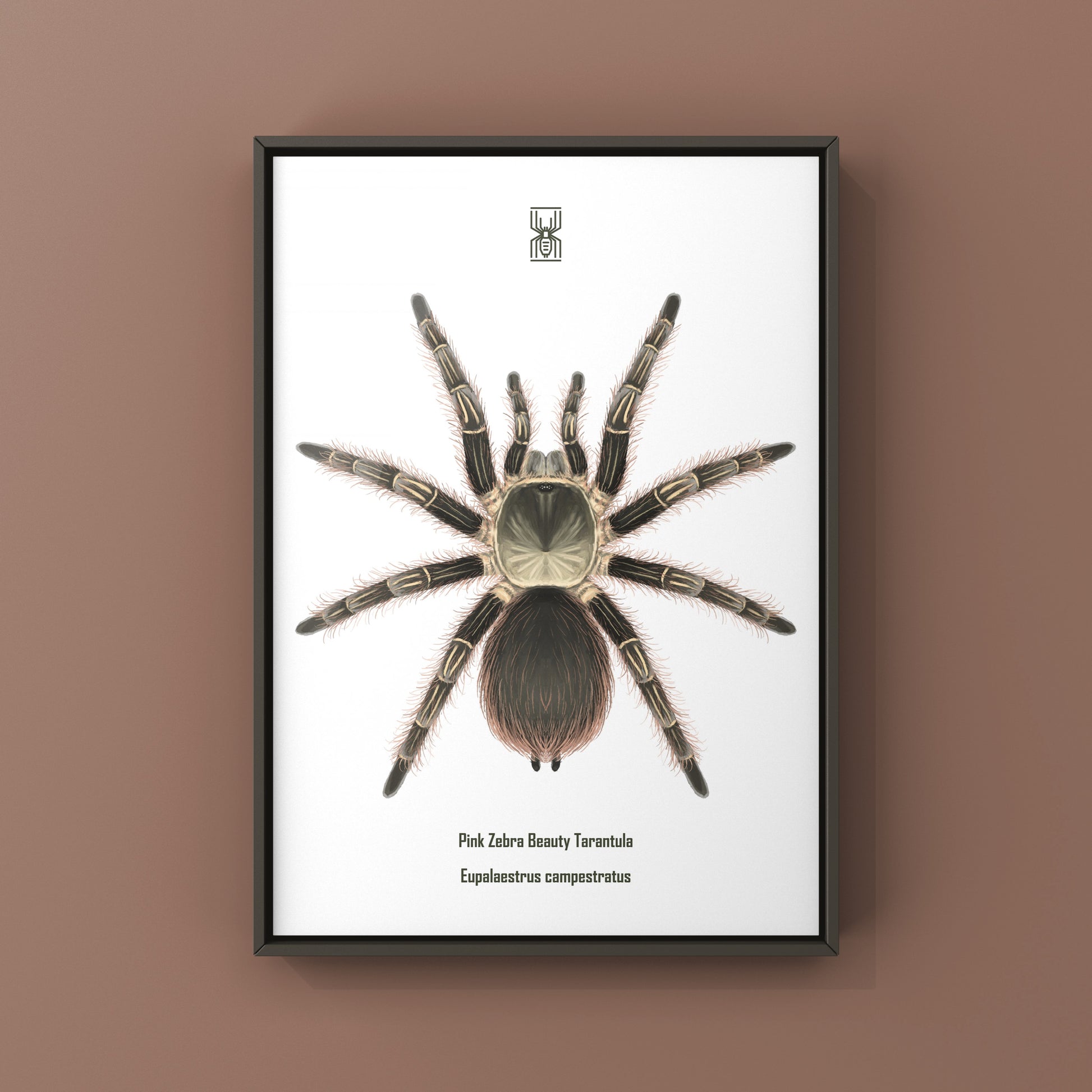 Pink Zebra Beauty Tarantula art print featuring Eupalaestrus campestratus, showcasing detailed, vibrant spider artwork by The Silk Ranch.