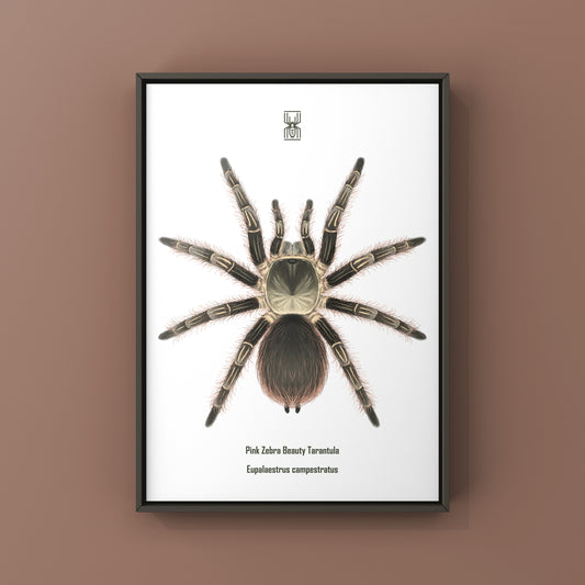 Pink Zebra Beauty Tarantula Art Print (Eupalaestrus campestratus) from The Silk Ranch