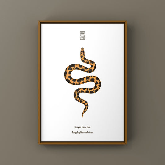 Kenyan Sand Boa art print featuring a Gongylophis colubrinus snake illustration, displayed on textured paper.