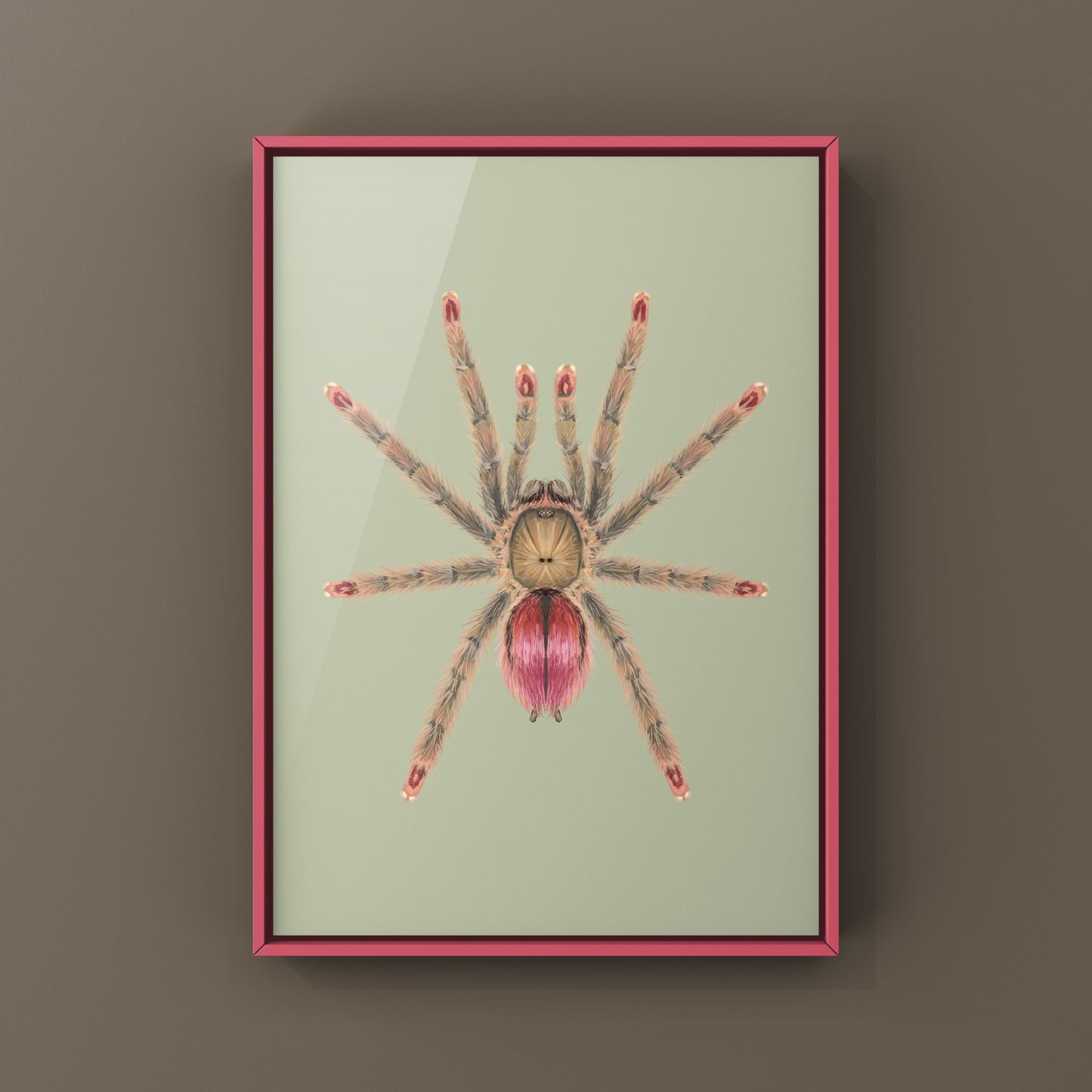 Pinktoe tarantula art print featuring a Ruby Bloom Pinktoe Tarantula (Iridopelma sp. Rosa) by The Silk Ranch.
