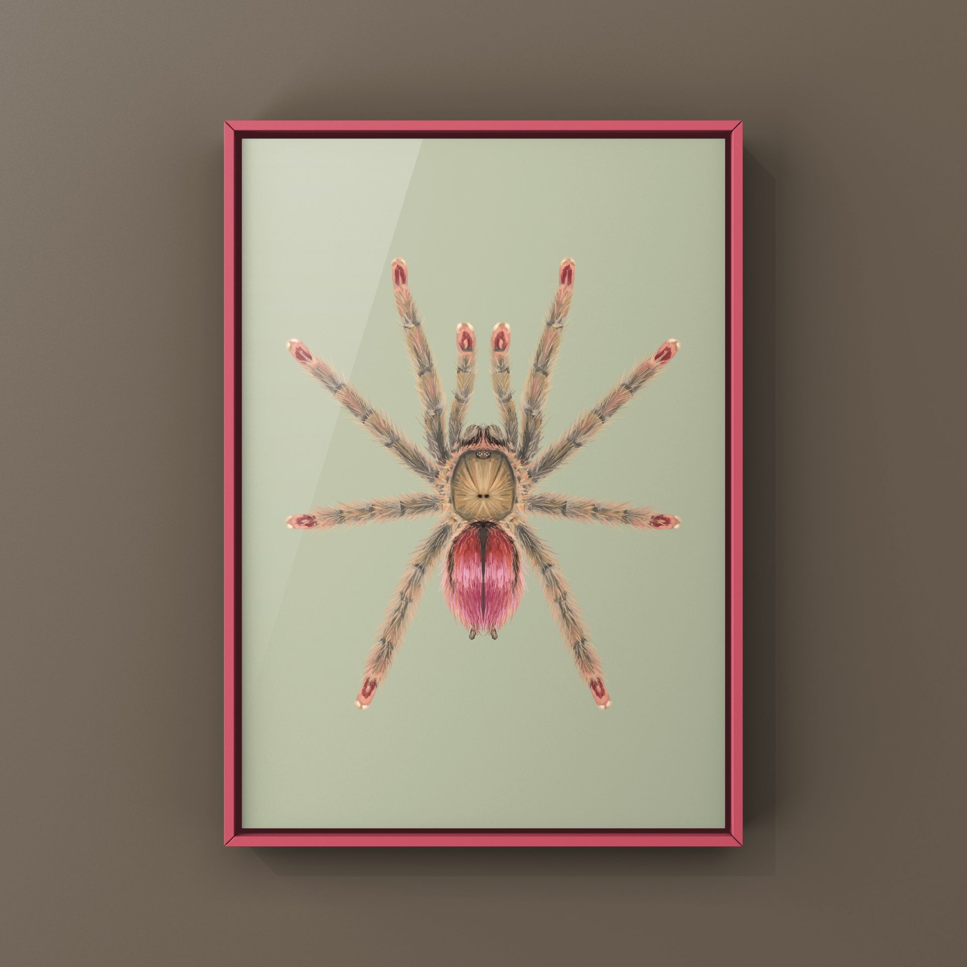 Pinktoe tarantula art print featuring a Ruby Bloom Pinktoe Tarantula (Iridopelma sp. Rosa) by The Silk Ranch.