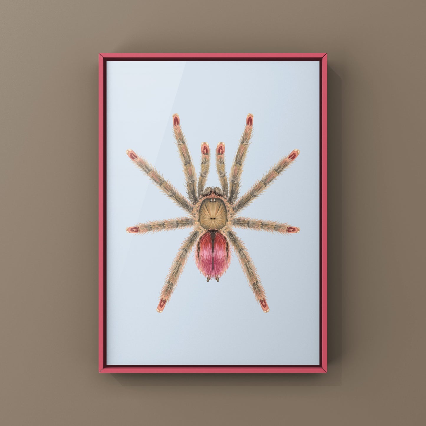 Pinktoe tarantula art print featuring a ruby-colored spider from The Silk Ranch, showcasing detailed iridopelma rosa species illustration.