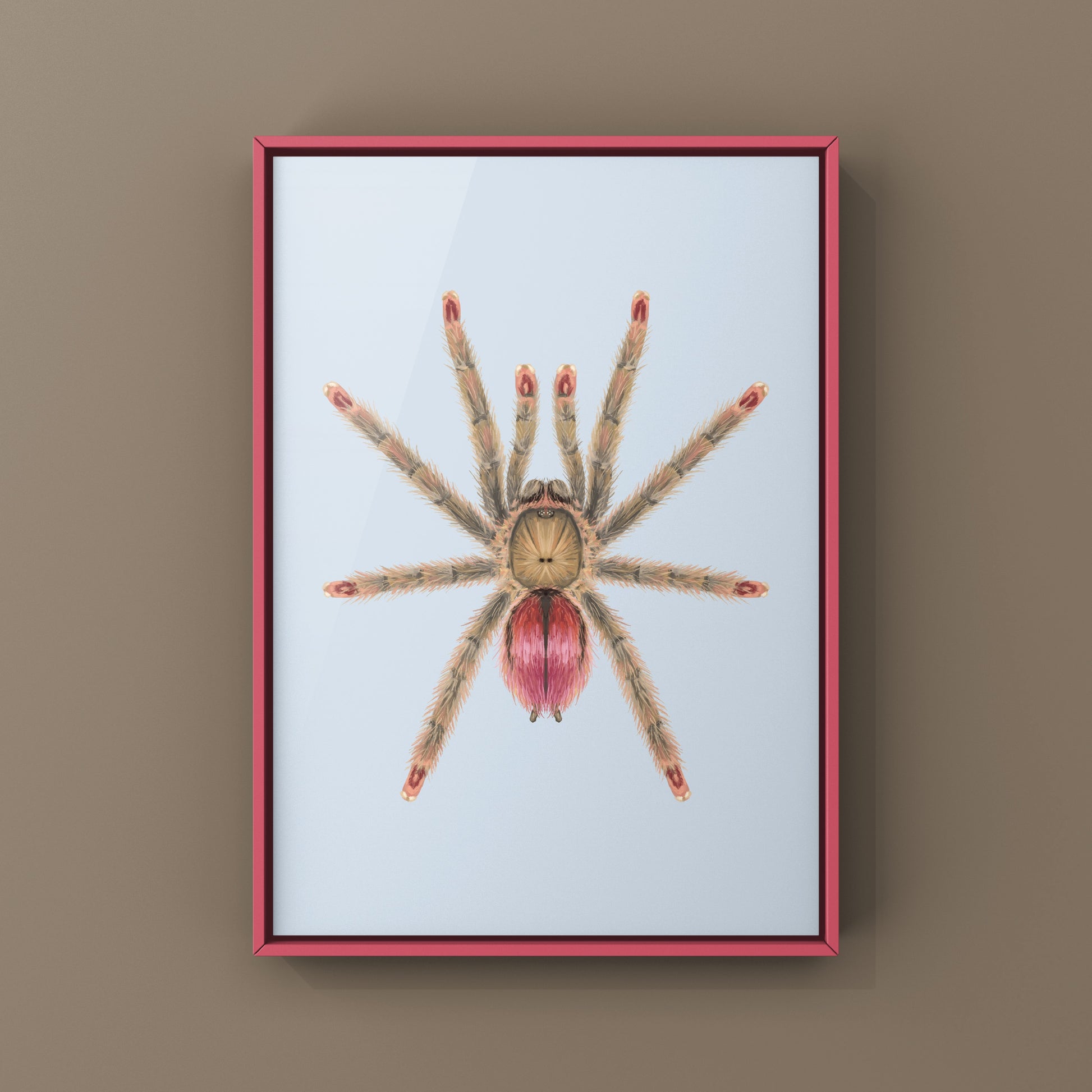 Pinktoe tarantula art print featuring a ruby-colored spider from The Silk Ranch, showcasing detailed iridopelma rosa species illustration.