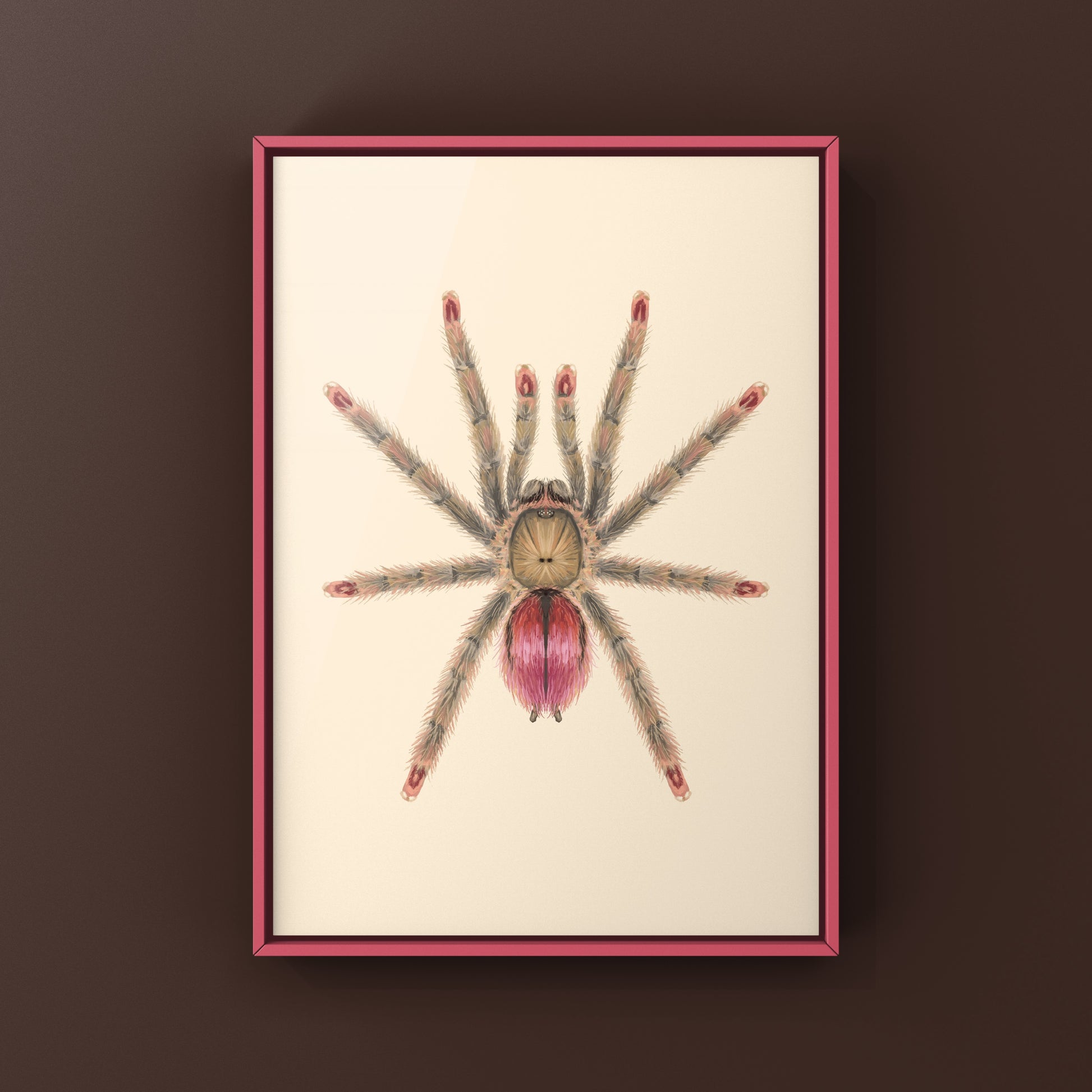 Pinktoe tarantula art print featuring a Ruby Bloom Pinktoe Iridopelma sp. Rosa spider, artwork on high-quality paper.