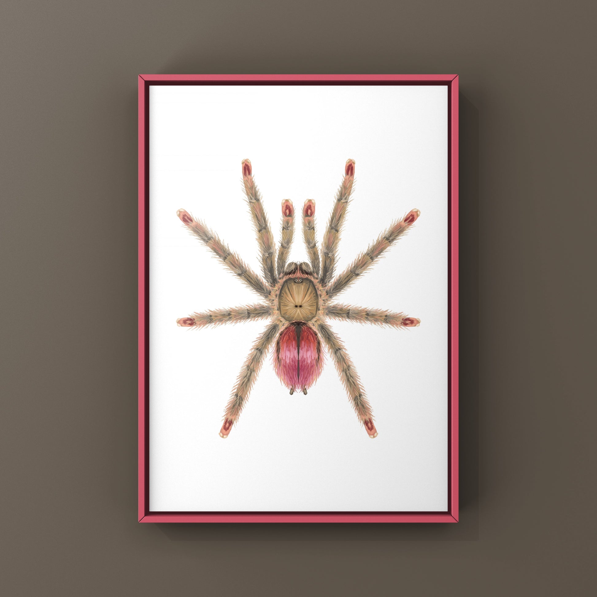 Pinktoe tarantula art print featuring a Ruby Bloom Pinktoe (Iridopelma sp. Rosa) by The Silk Ranch, showcasing vibrant colors and detailed design.