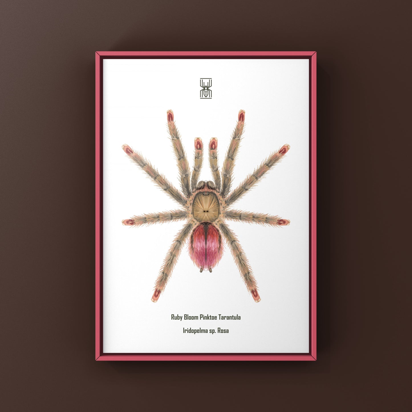 Pinktoe tarantula art print featuring a Ruby Bloom Pinktoe (Iridopelma Rosa) by The Silk Ranch, showcasing detailed spider illustration.