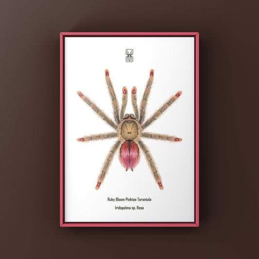 Ruby Bloom Pinktoe Tarantula Art Print (Iridopelma sp. Rosa) from The Silk Ranch