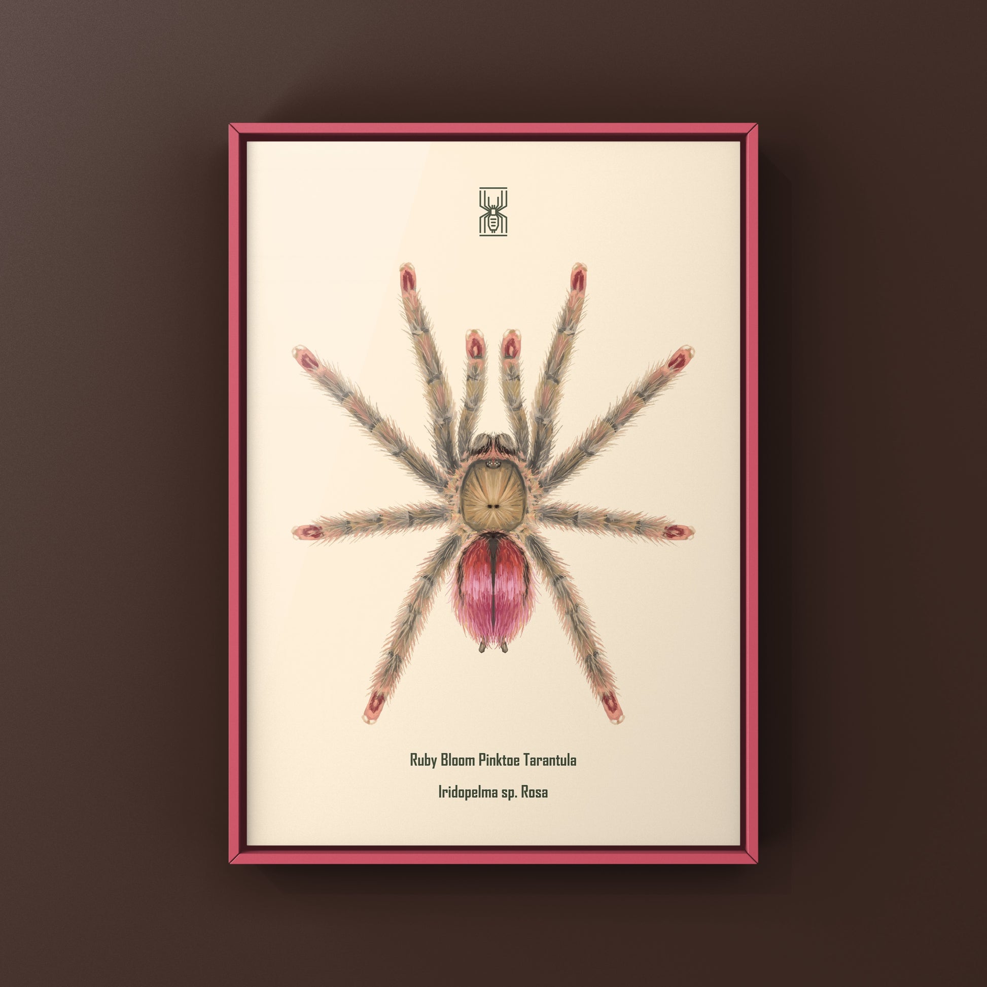 Pinktoe tarantula art print featuring a vibrant Ruby Bloom Pinktoe Iridopelma sp. Rosa spider by The Silk Ranch.