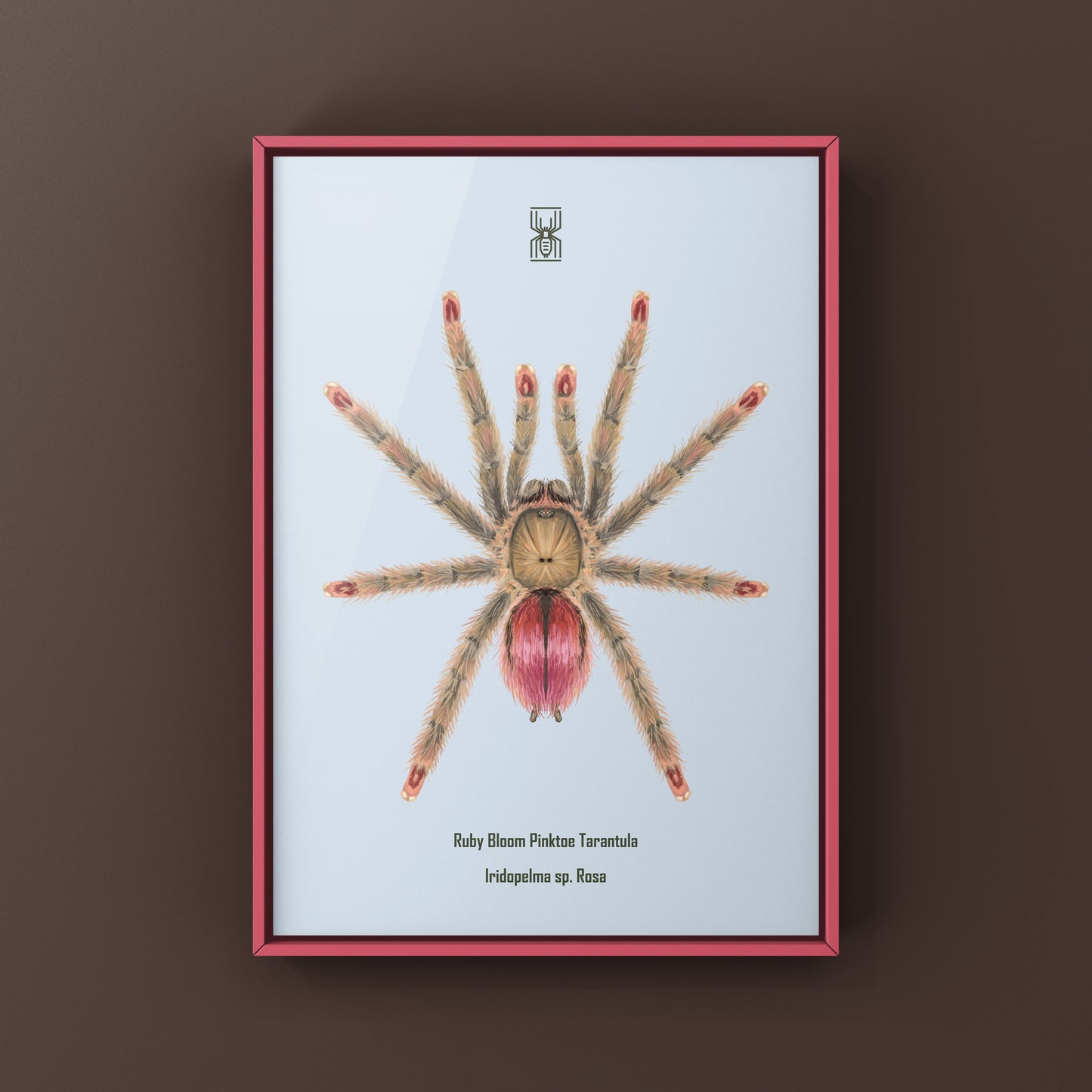 Pink and reddish-brown Ruby Bloom Pinktoe Tarantula art print featuring detailed illustration of Iridopelma sp. Rosa on textured paper.