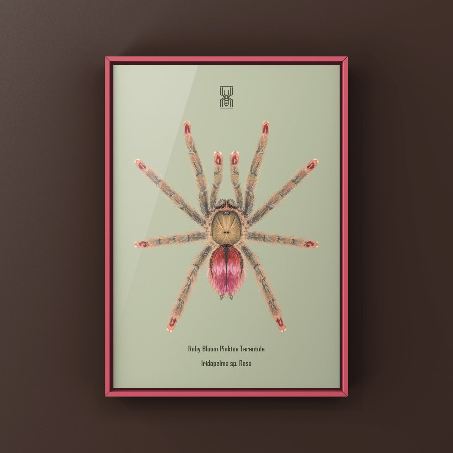 Pinktoe tarantula art print featuring a Ruby Bloom Pinktoe Iridopelma sp. Rosa spider by The Silk Ranch