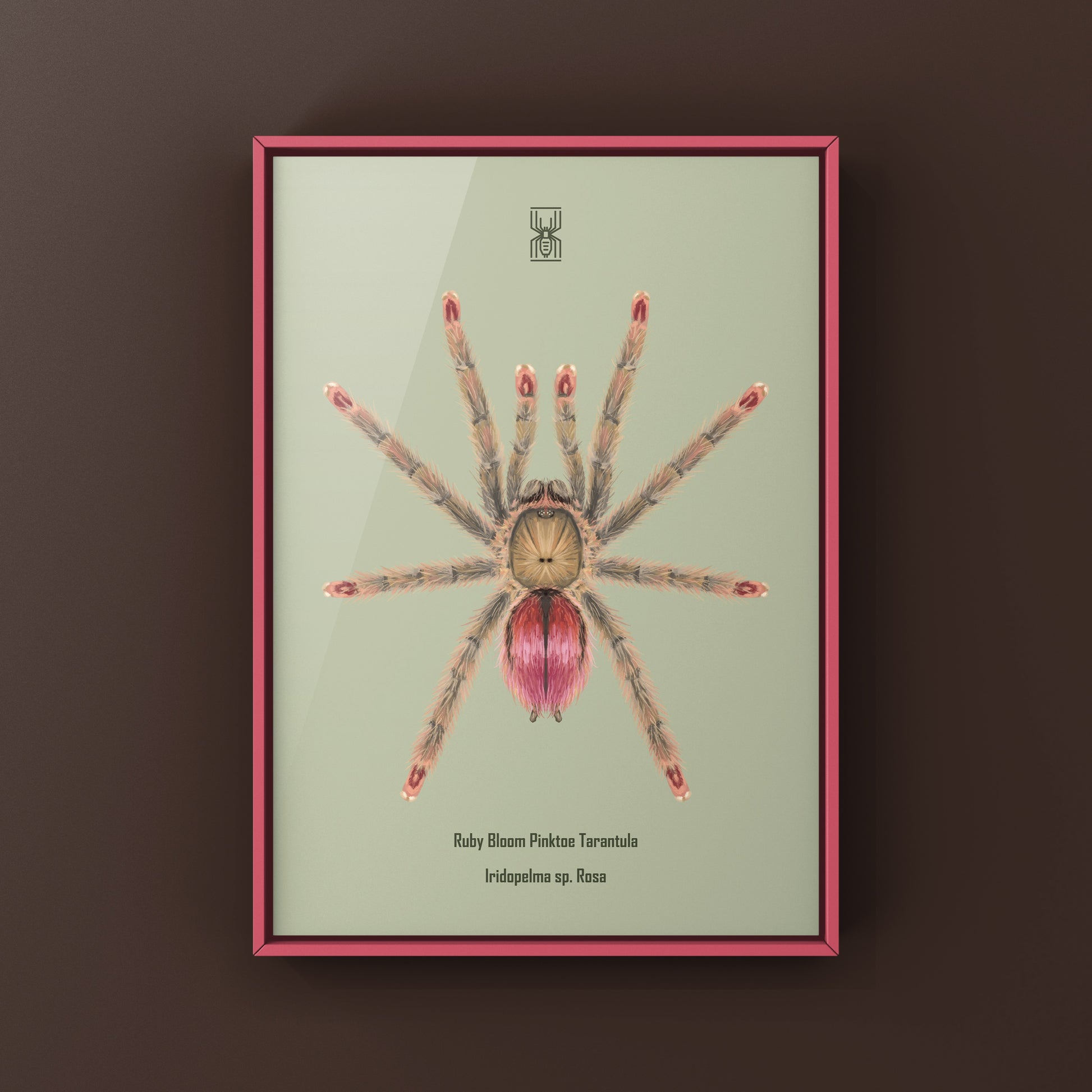 Pinktoe tarantula art print featuring a Ruby Bloom Pinktoe Iridopelma sp. Rosa spider by The Silk Ranch