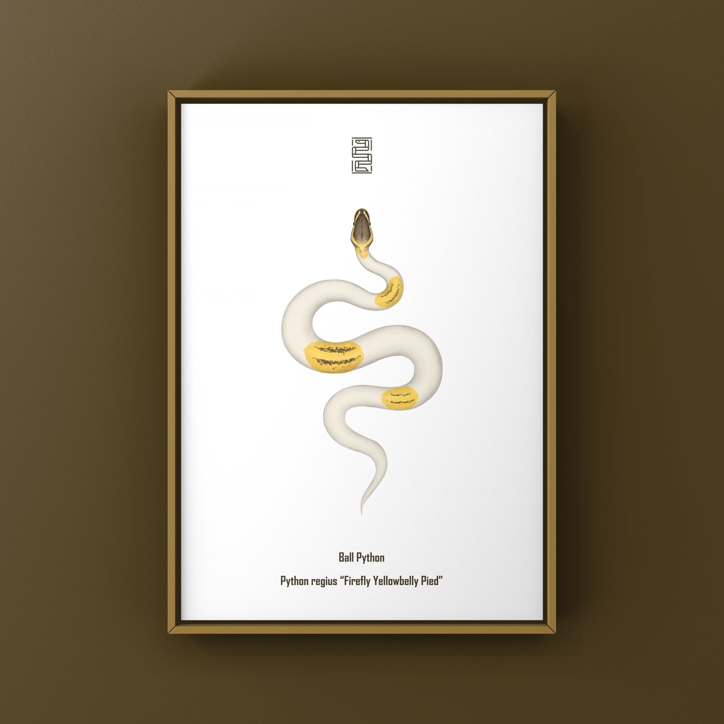Firefly Yellowbelly Pied Ball Python art print by The Silk Ranch, showcasing detailed illustrations of the Python regius snake.