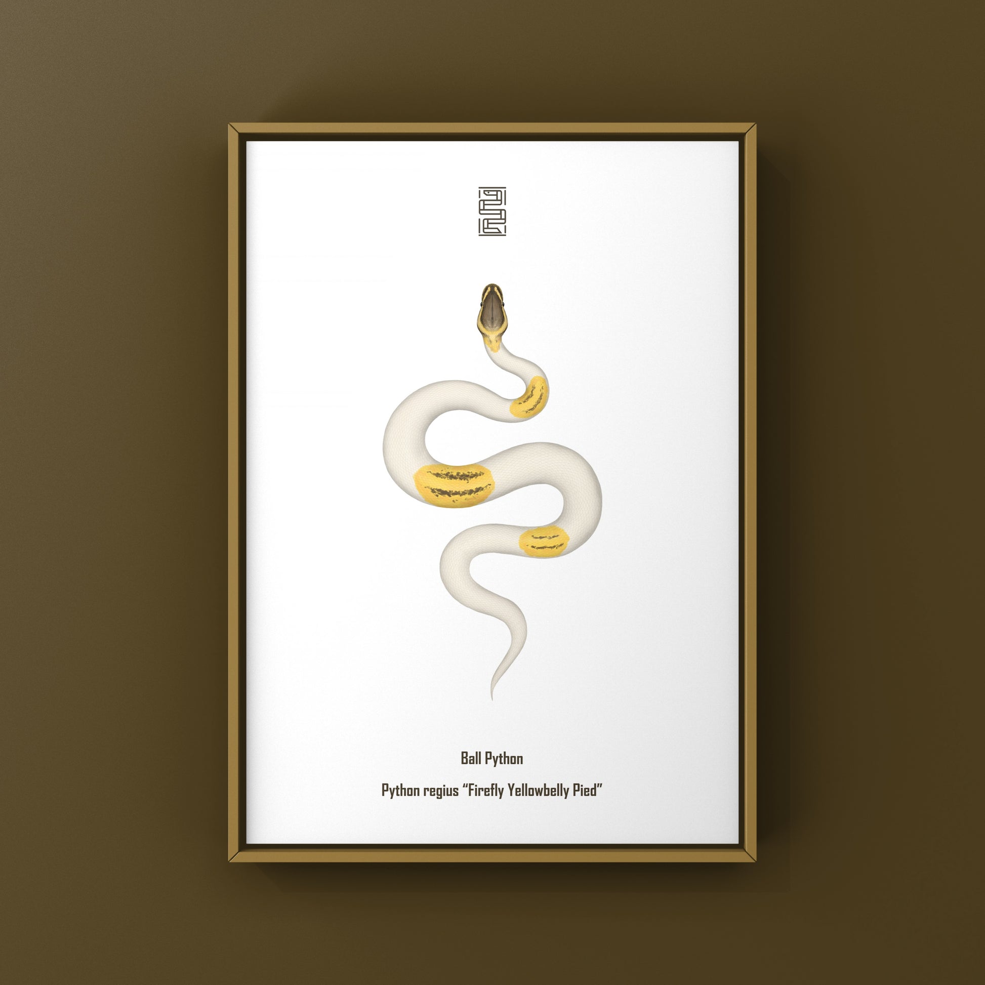 Firefly Yellowbelly Pied Ball Python art print by The Silk Ranch, showcasing detailed illustrations of the Python regius snake.