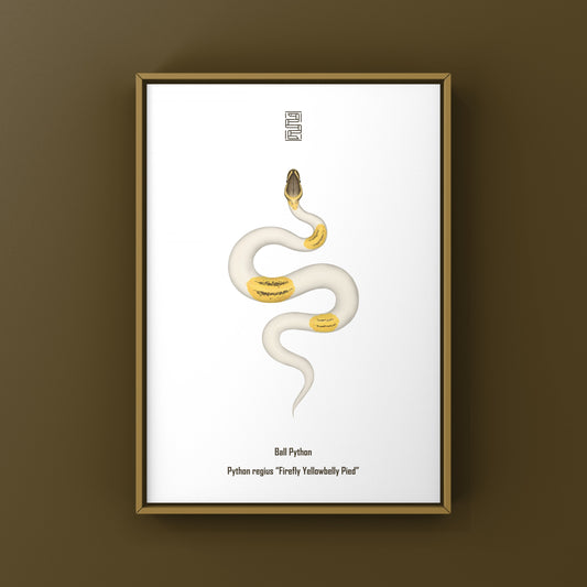 Firefly Yellowbelly Pied Ball Python Art Print (Python regius) from The Silk Ranch
