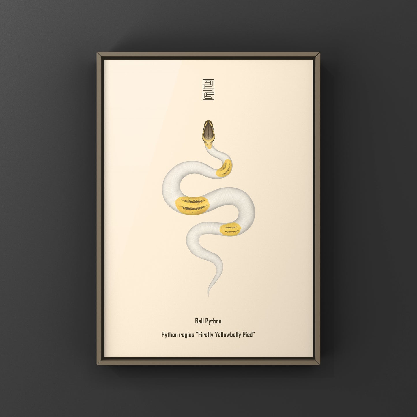 Firefly Yellowbelly Pied Ball Python art print showcasing a colorful snake illustration by The Silk Ranch.