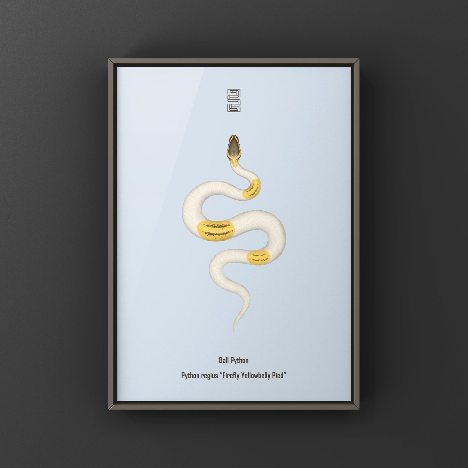 Firefly Yellowbelly Pied Ball Python art print by The Silk Ranch showing detailed python illustration on white background.