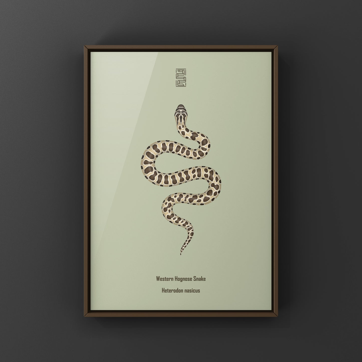 Western Hognose Snake art print featuring detailed illustration of Heterodon nasicus by The Silk Ranch.