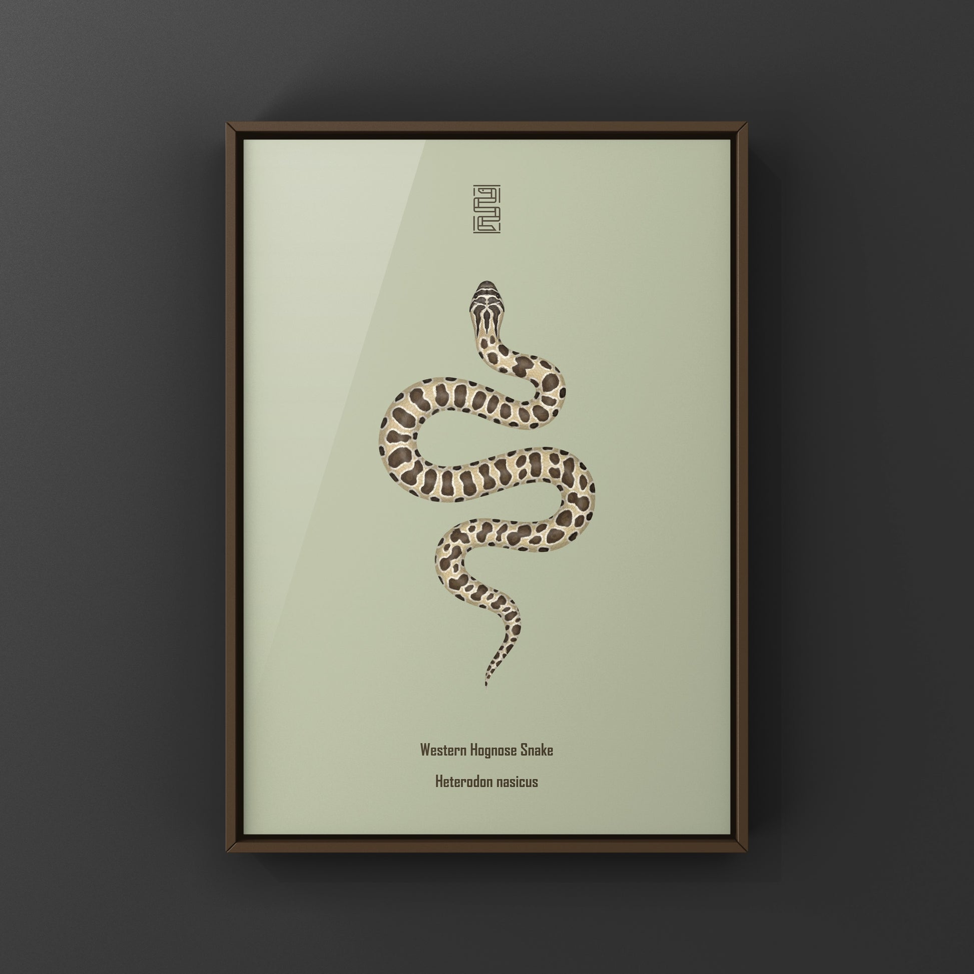 Western Hognose Snake art print featuring detailed illustration of Heterodon nasicus by The Silk Ranch.