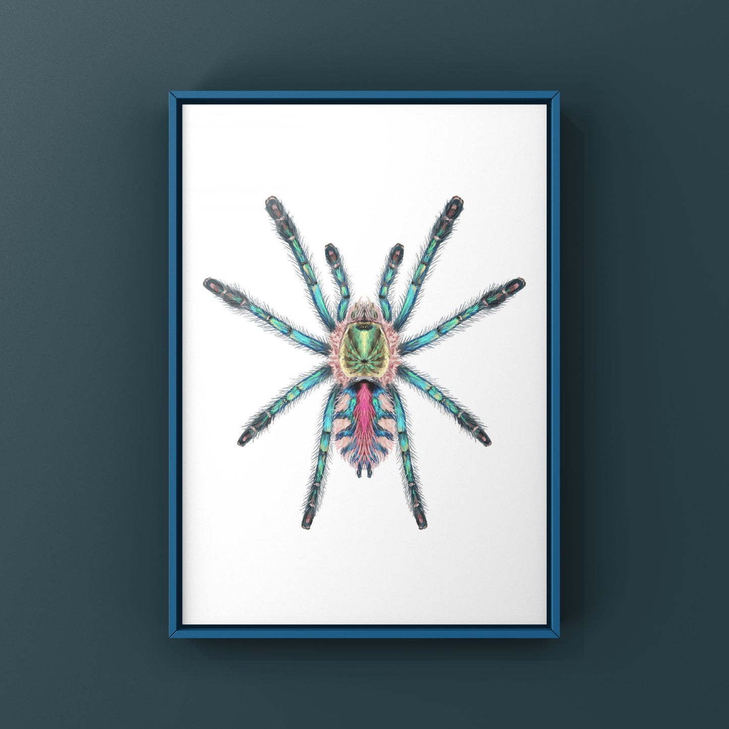 Amazon Sapphire Tarantula spiderling art print by The Silk Ranch showing a detailed illustration of Ybyrapora diversipes on a white background.