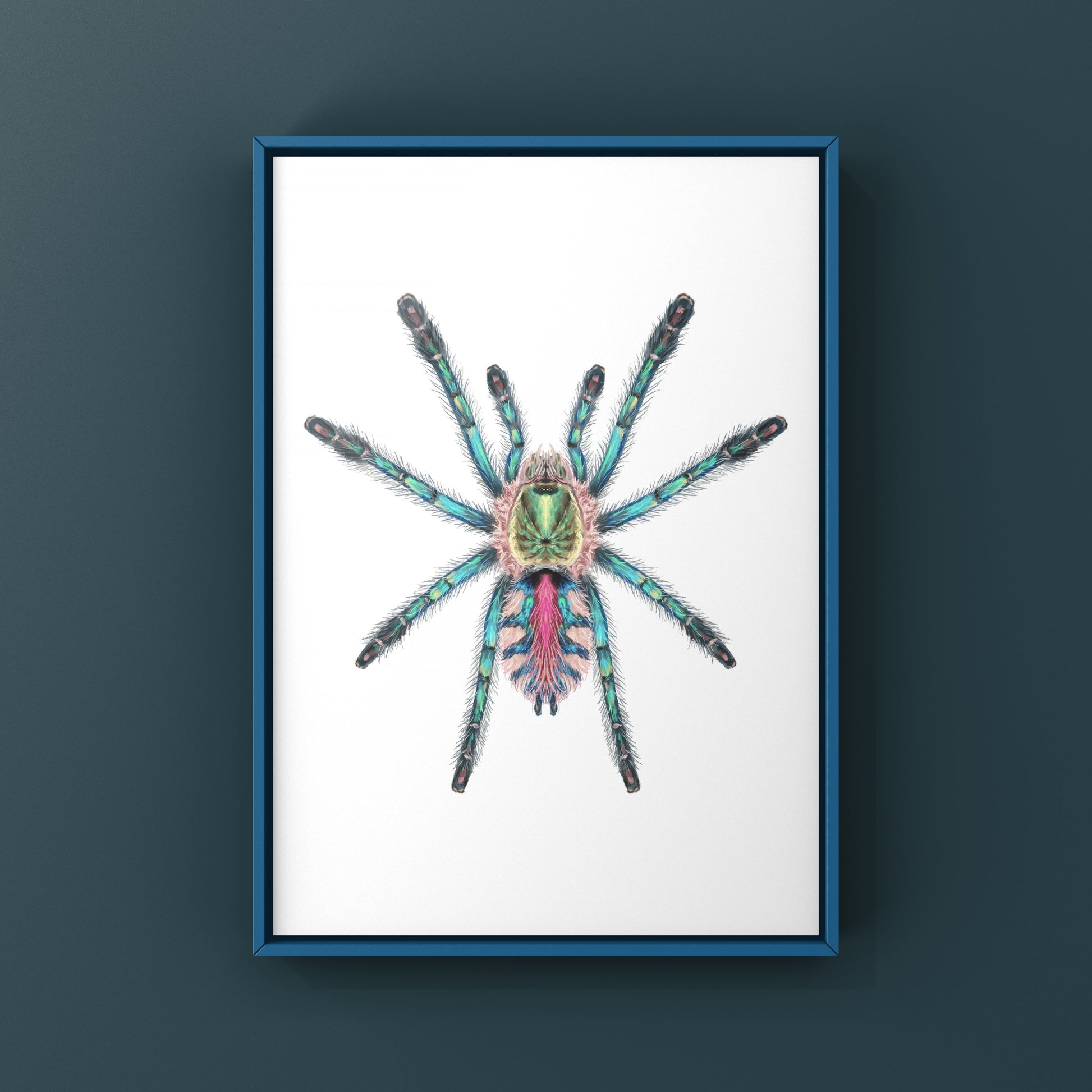 Amazon Sapphire Tarantula spiderling art print by The Silk Ranch showing a detailed illustration of Ybyrapora diversipes on a white background.