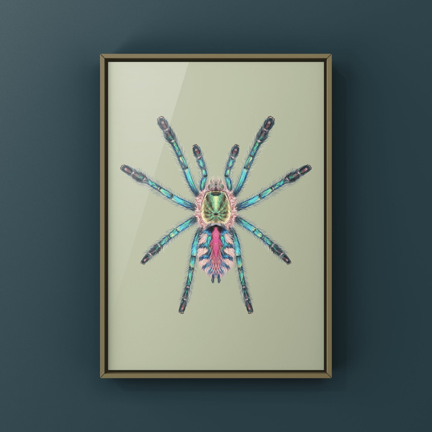 Art print of a Sapphire Tarantula spiderling (Ybyrapora diversipes) from The Silk Ranch, showcasing detailed spider illustration.