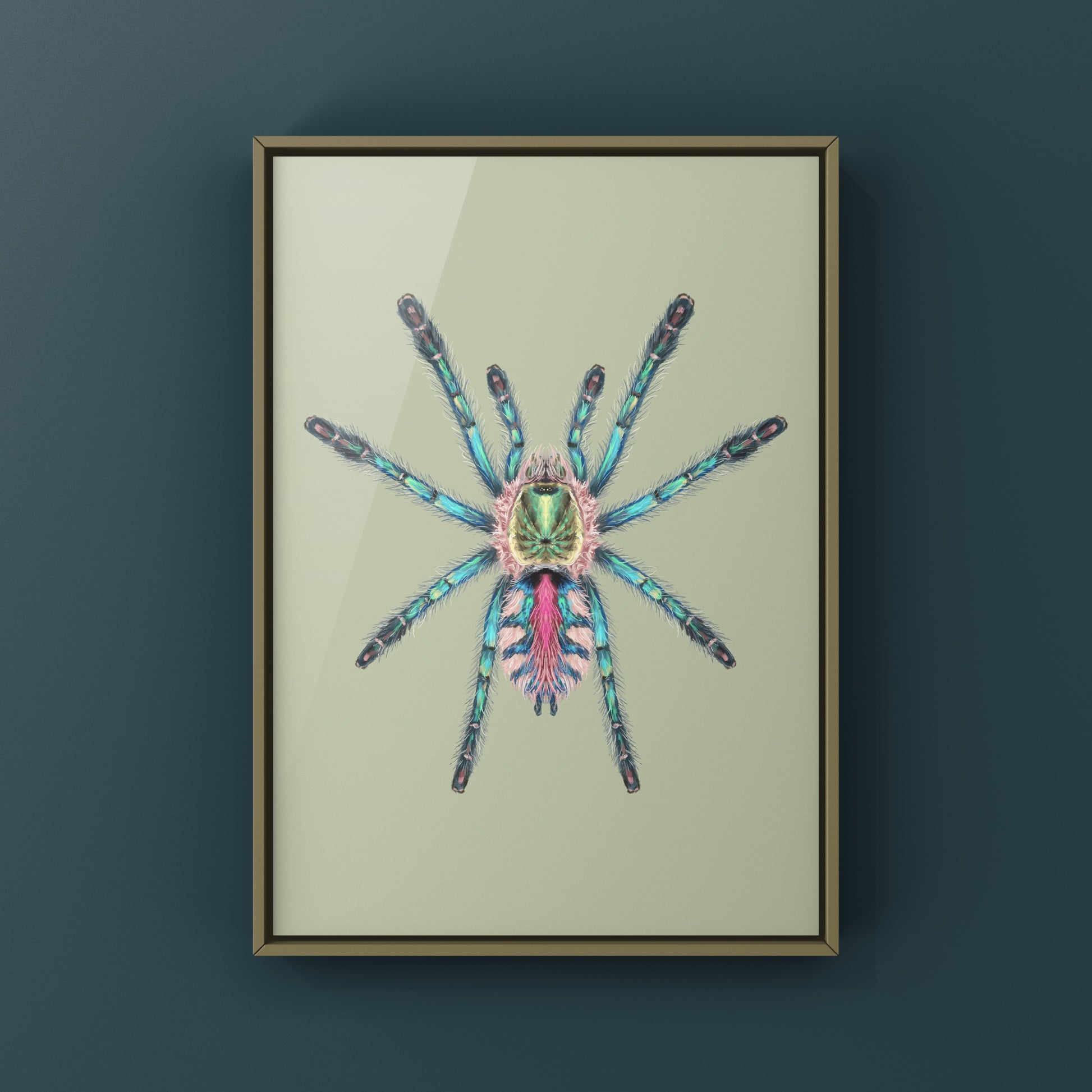 Art print of a Sapphire Tarantula spiderling (Ybyrapora diversipes) from The Silk Ranch, showcasing detailed spider illustration.
