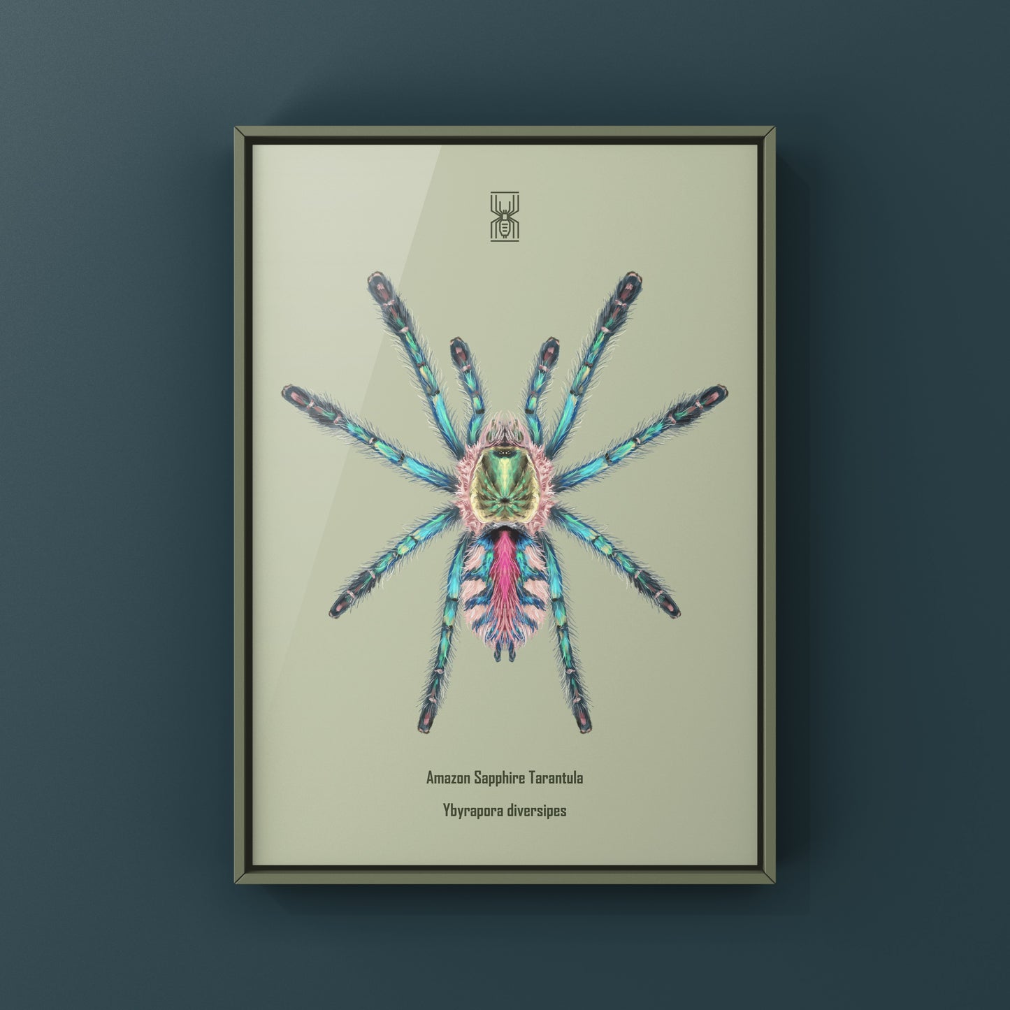 Art print of a sapphire tarantula spiderling (Ybyrapora diversipes) by The Silk Ranch, showcasing detailed depiction of the arachnid.