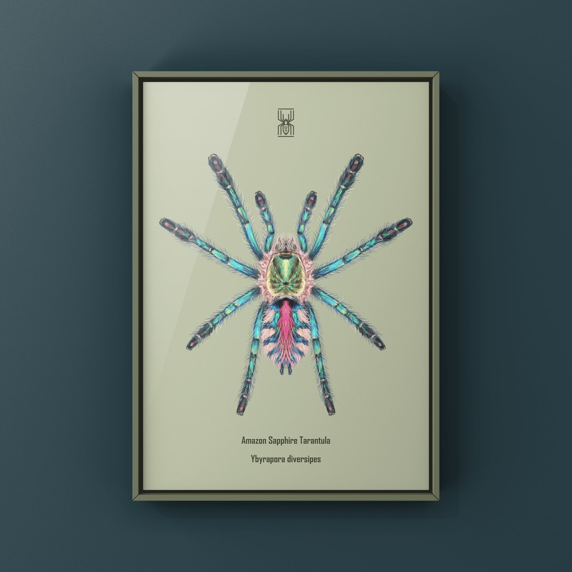 Art print of a sapphire tarantula spiderling (Ybyrapora diversipes) by The Silk Ranch, showcasing detailed depiction of the arachnid.