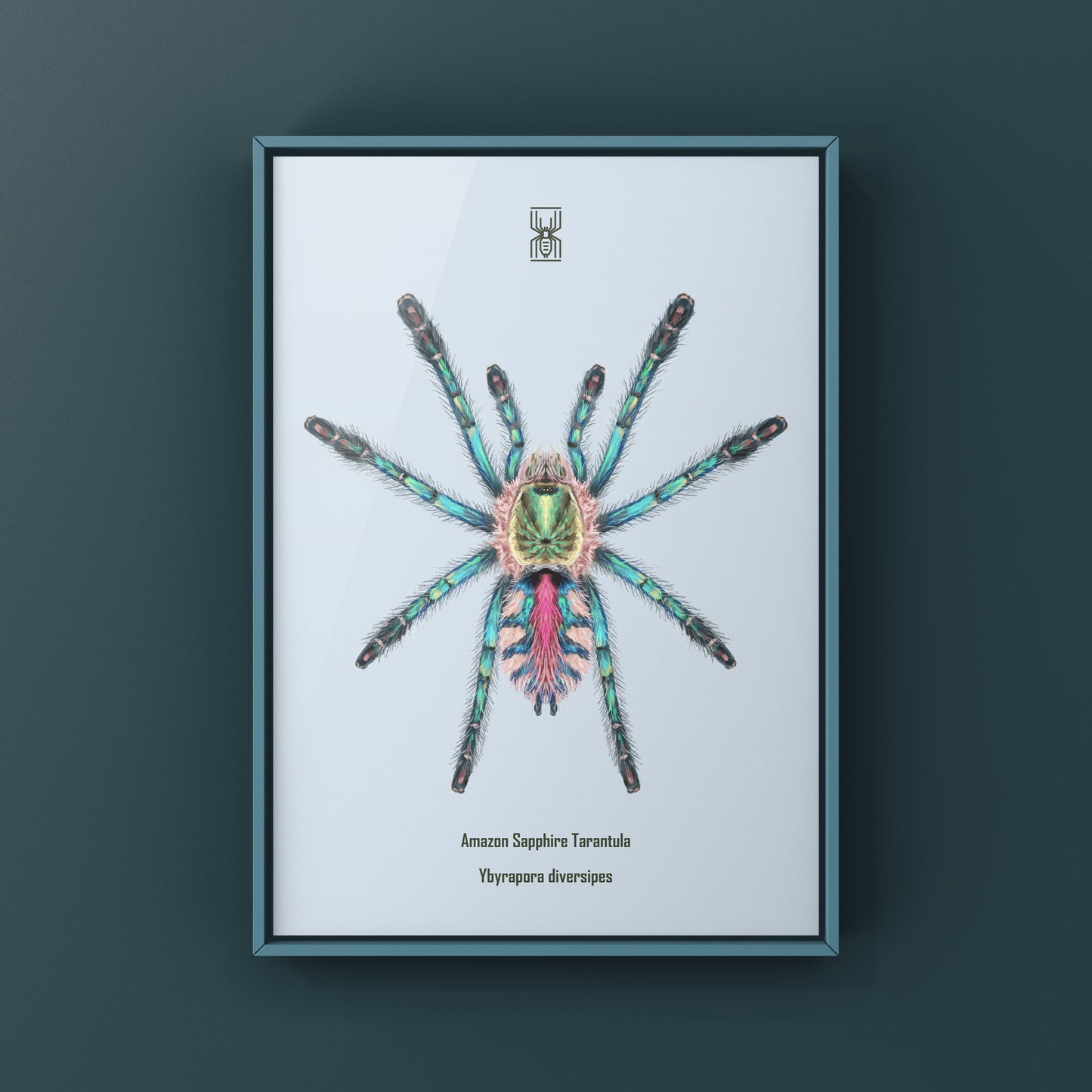 Art print of a Sapphire Tarantula Spiderling (Ybyrapora diversipes) by The Silk Ranch, showcasing detailed spider artwork.