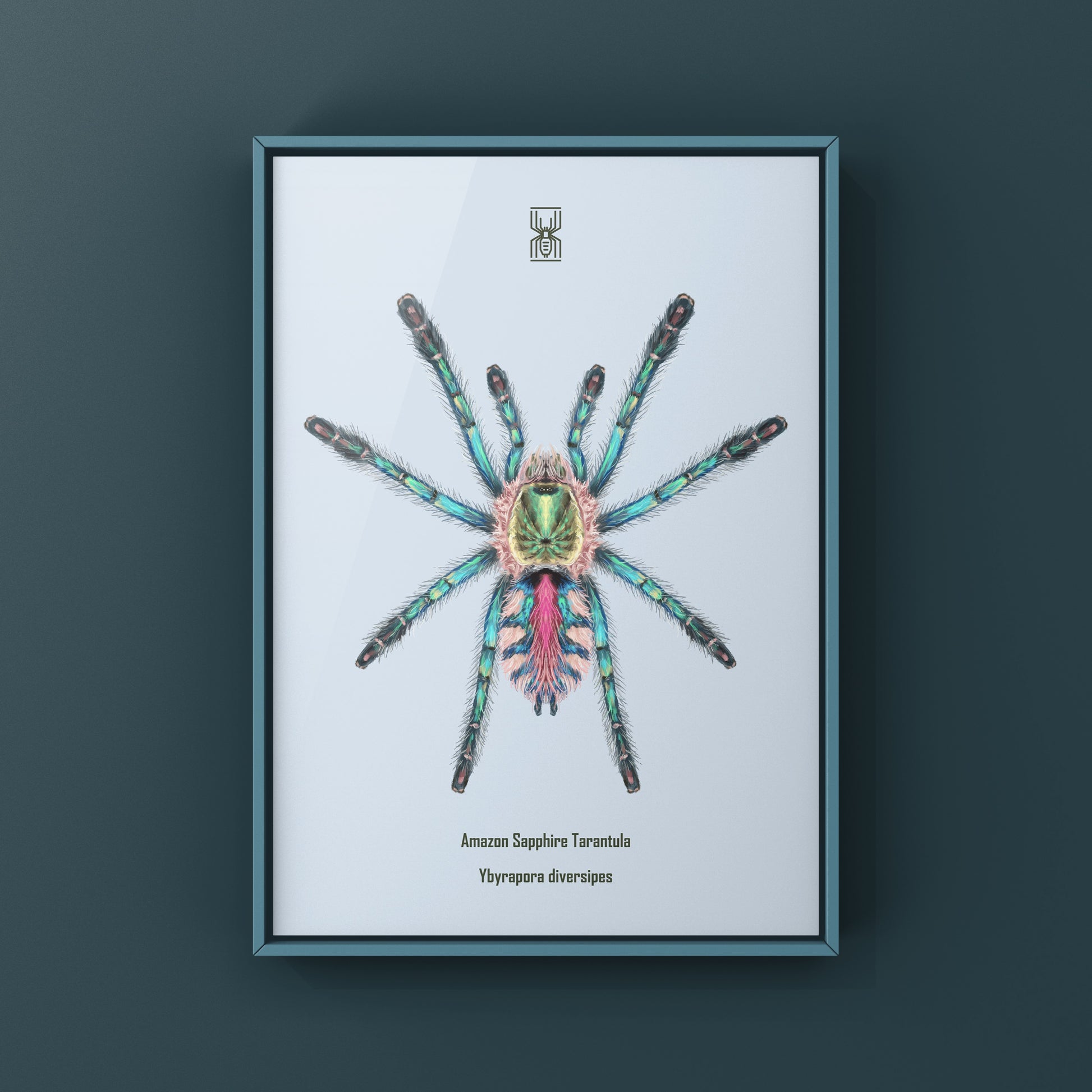 Art print of a Sapphire Tarantula Spiderling (Ybyrapora diversipes) by The Silk Ranch, showcasing detailed spider artwork.