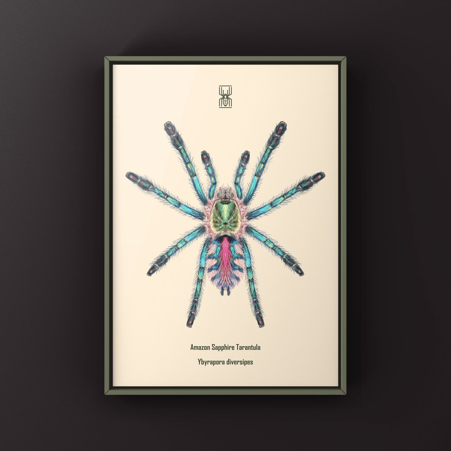 Colorful art print of a Sapphire Tarantula spiderling (Ybyrapora diversipes) by The Silk Ranch, showcasing vibrant arachnid details.