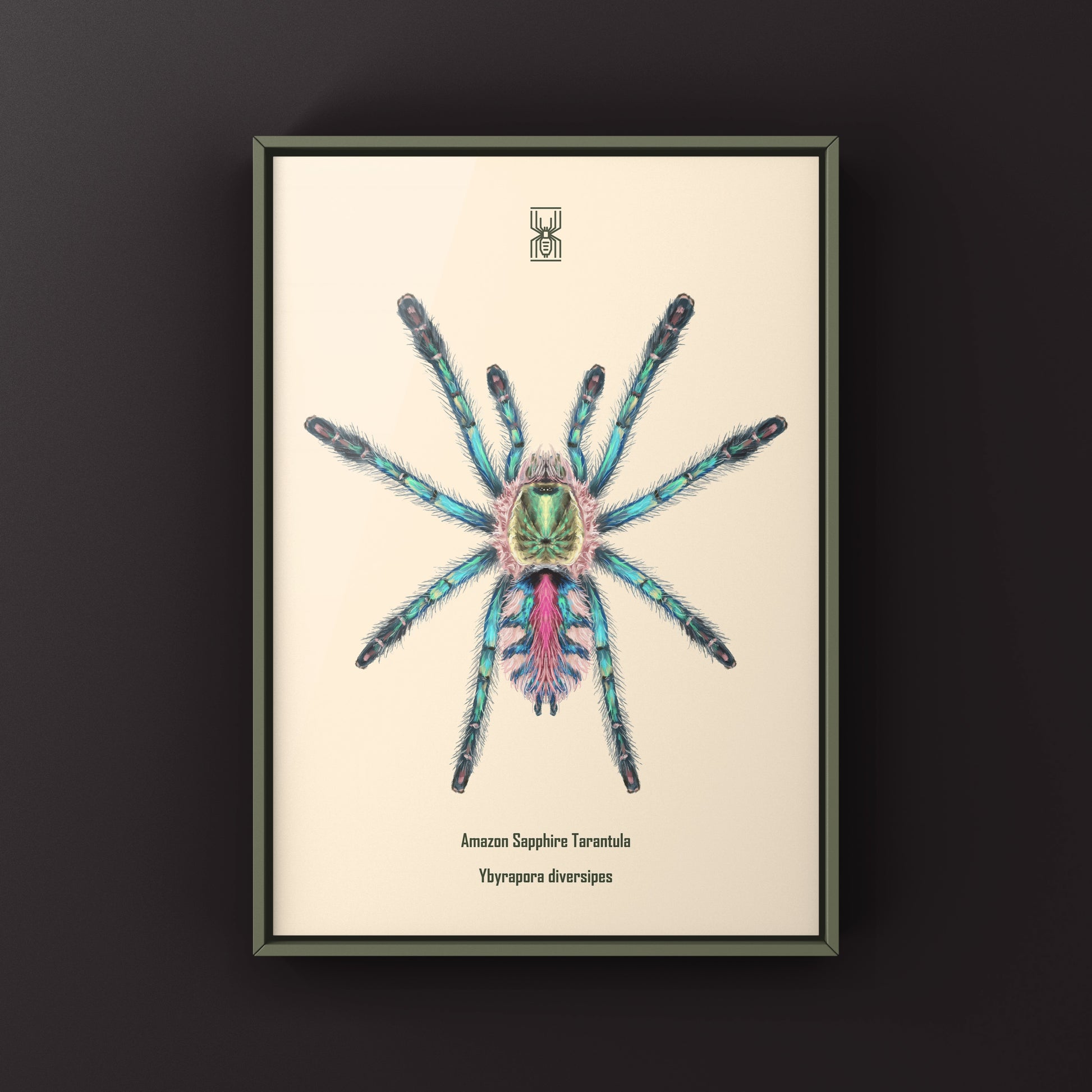 Colorful art print of a Sapphire Tarantula spiderling (Ybyrapora diversipes) by The Silk Ranch, showcasing vibrant arachnid details.