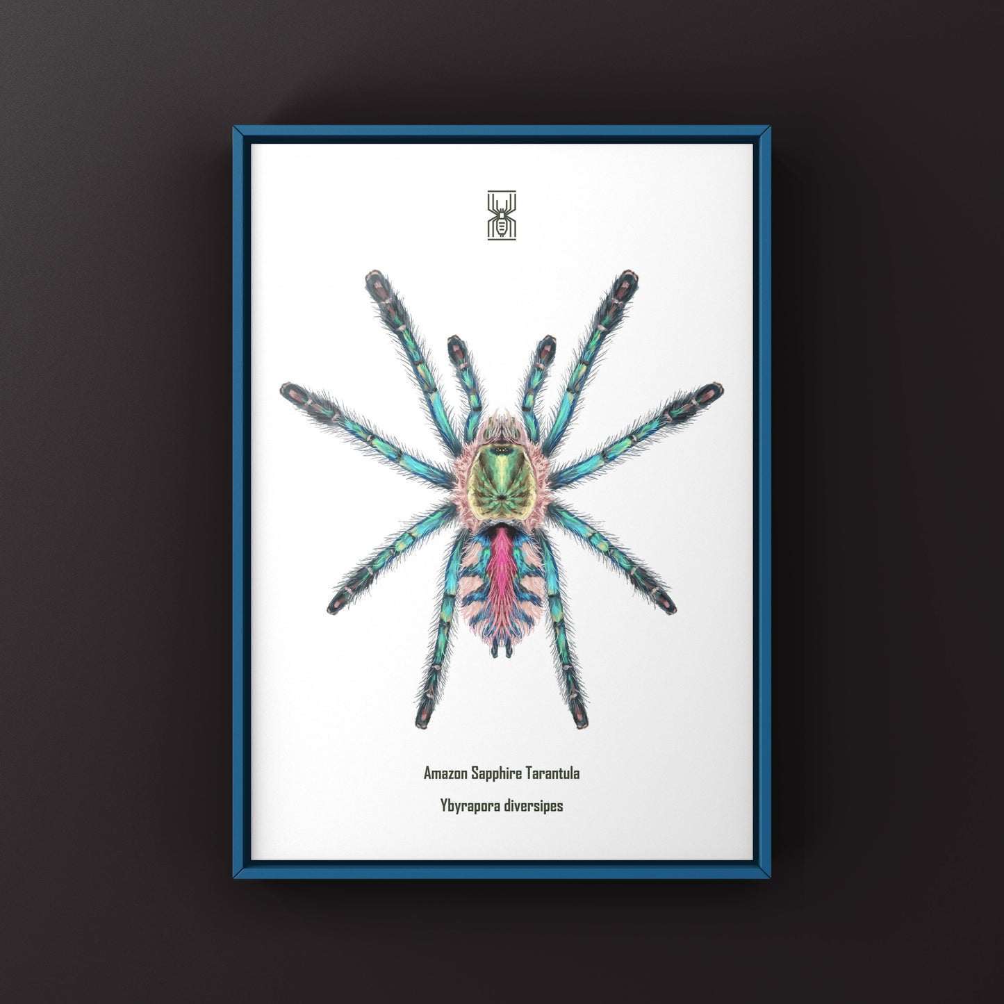 Art print of a sapphire tarantula spiderling (Ybyrapora diversipes) by The Silk Ranch, showcasing detailed arachnid illustration.
