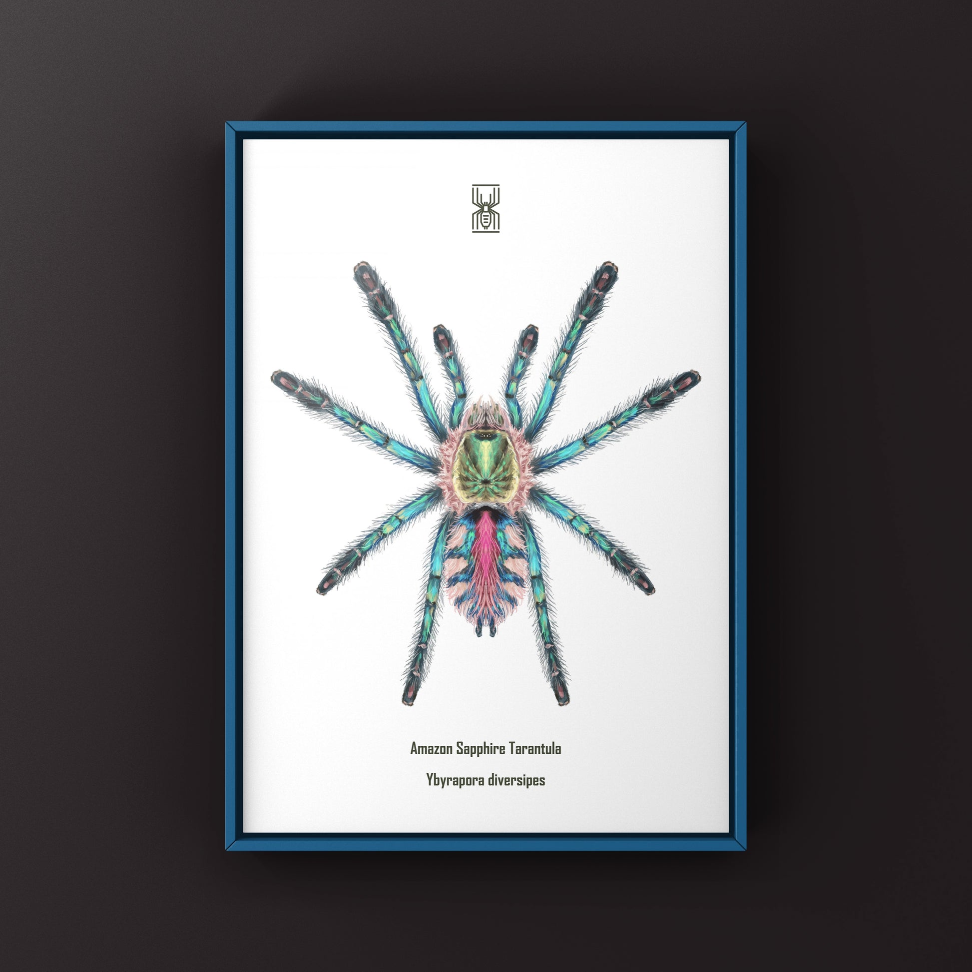 Art print of a sapphire tarantula spiderling (Ybyrapora diversipes) by The Silk Ranch, showcasing detailed arachnid illustration.