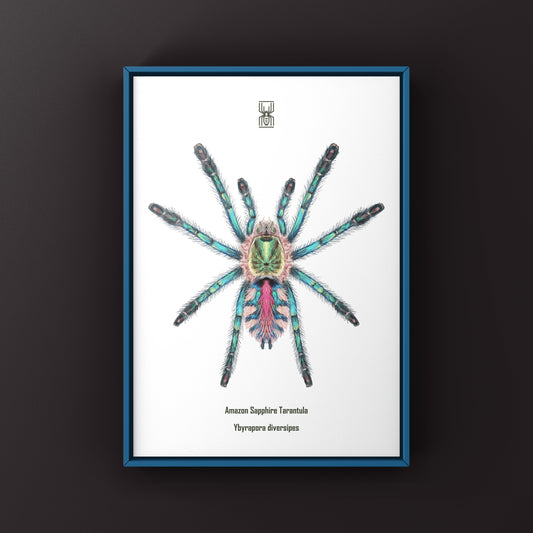 Art print of a sapphire tarantula spiderling (Ybyrapora diversipes) by The Silk Ranch, showcasing detailed arachnid illustration.