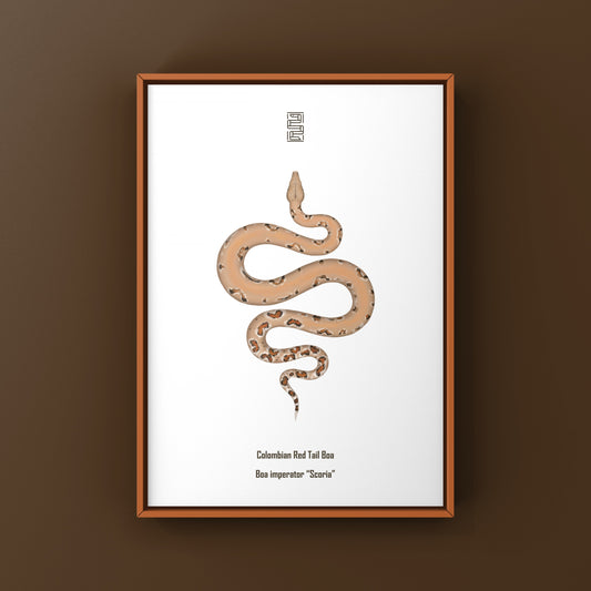 Colombian Red Tail Boa Art Print by The Silk Ranch showing vibrant boa imperator snake artwork
