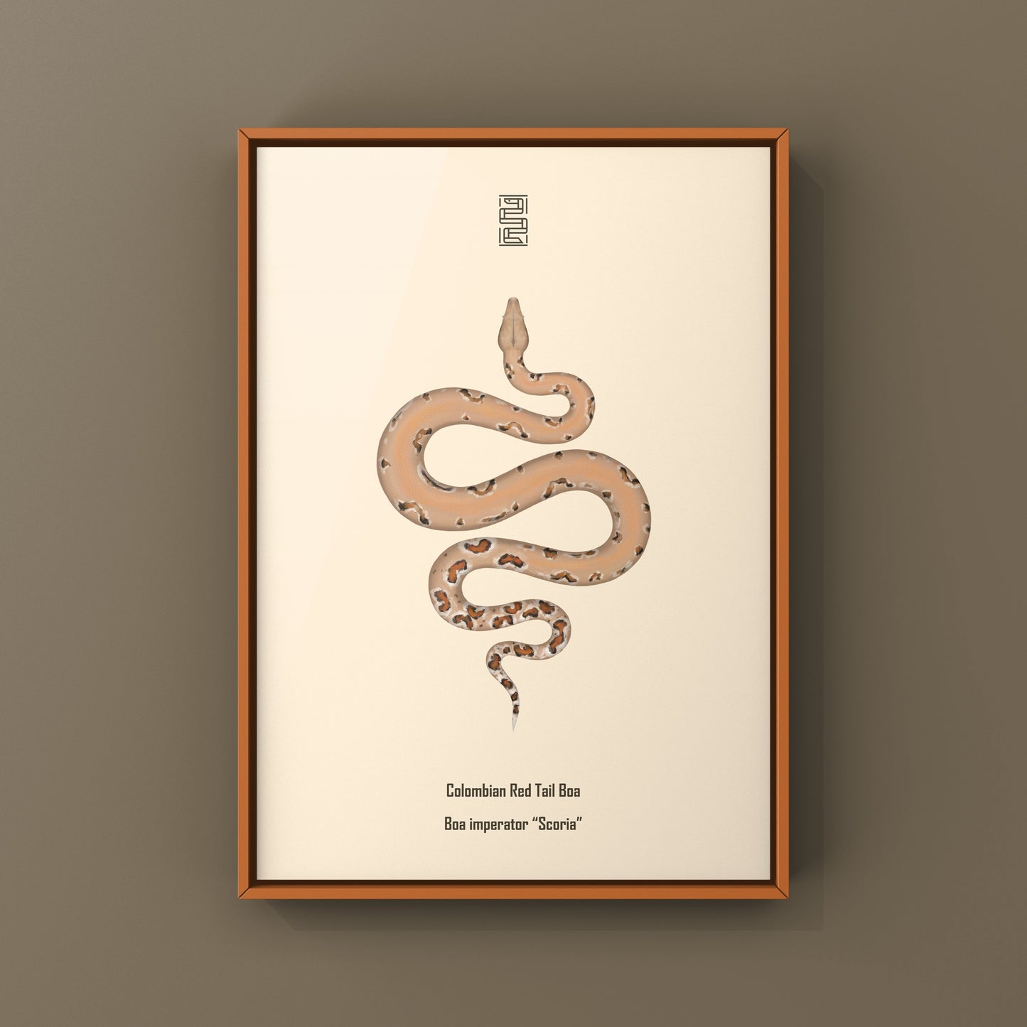 Colombian Red Tail Boa art print featuring a Boa imperator, showcasing detailed, vibrant reptile artwork by The Silk Ranch.