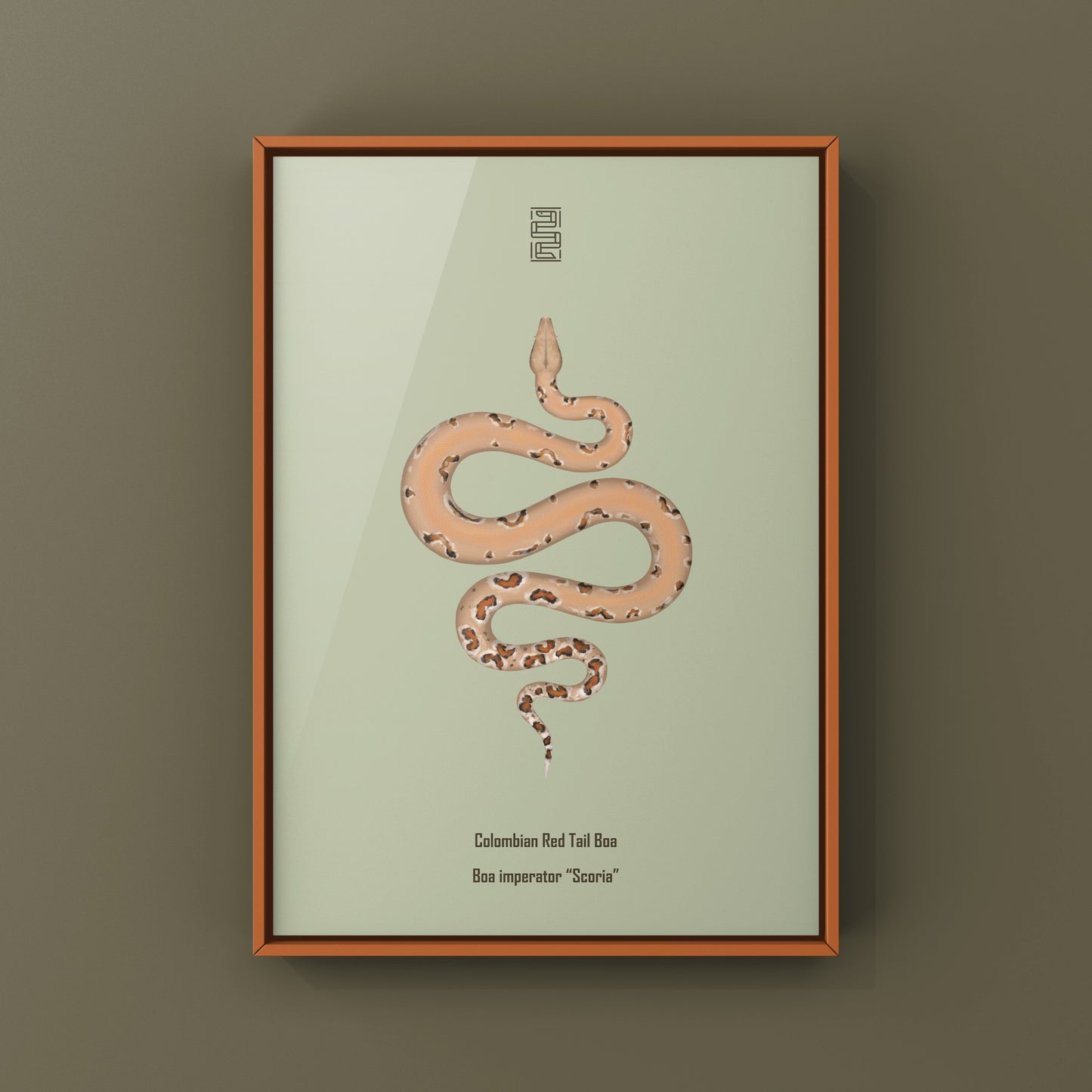 Colombian Red Tail Boa art print by The Silk Ranch featuring detailed illustration of a Boa imperator tail and scales.