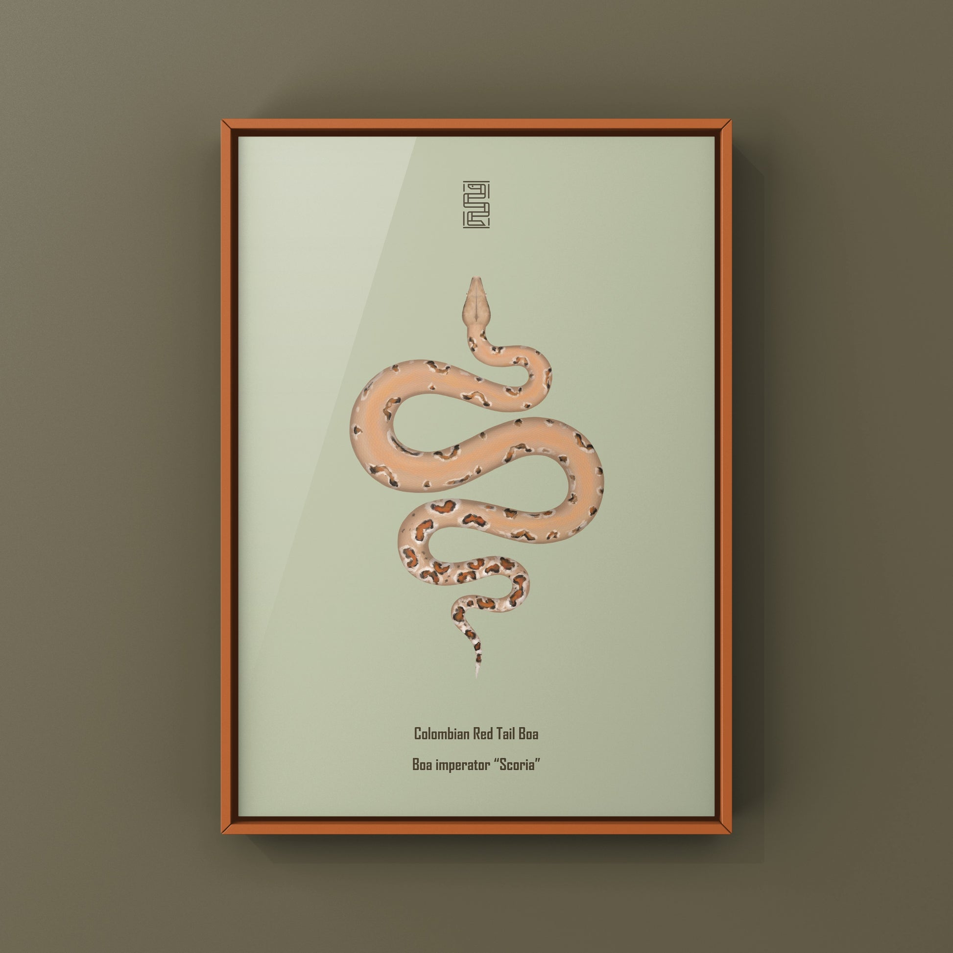 Colombian Red Tail Boa art print by The Silk Ranch featuring detailed illustration of a Boa imperator tail and scales.