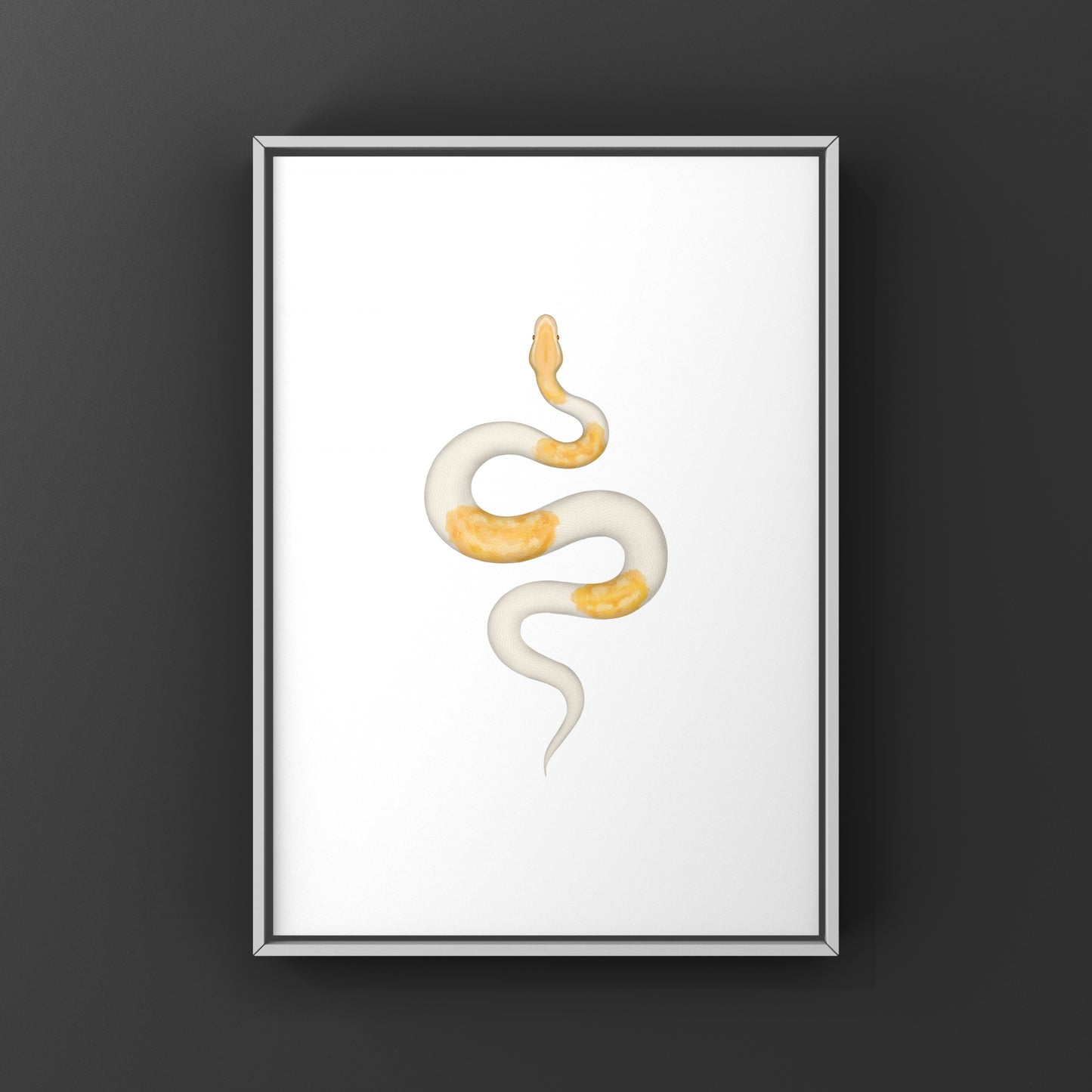 Albino Pied Ball Python Art Print (Python regius) from The Silk Ranch