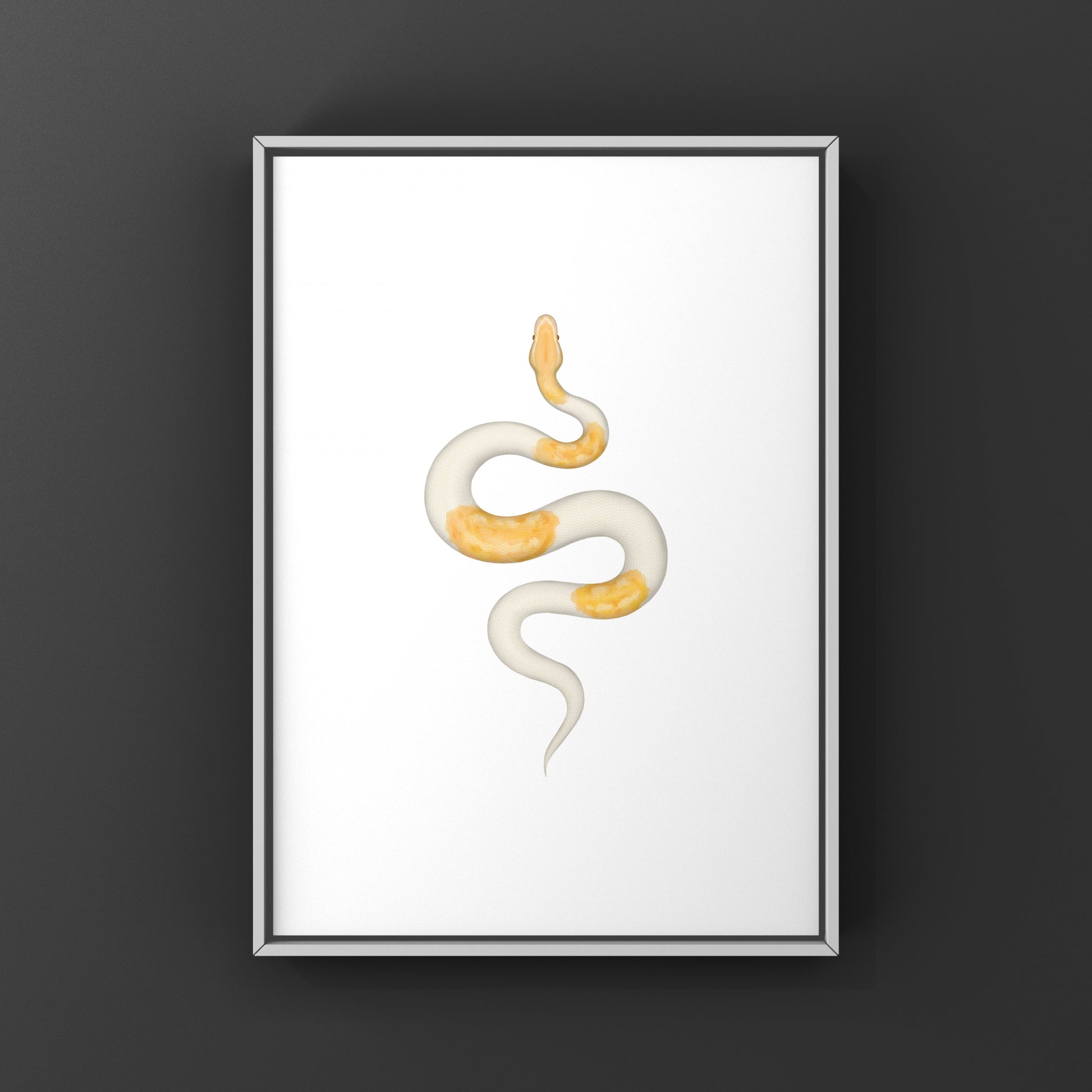 Albino Pied Ball Python Art Print (Python regius) from The Silk Ranch