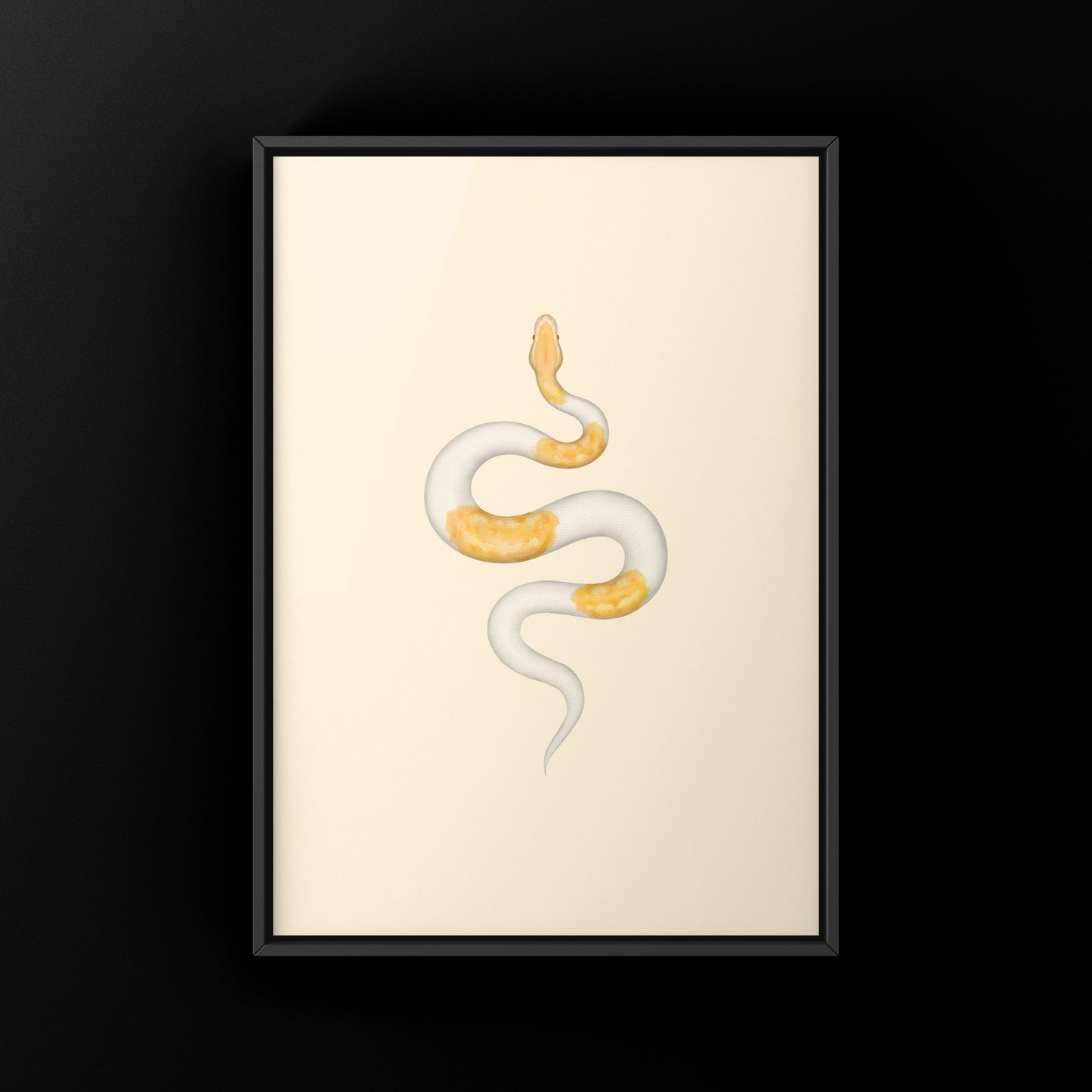 Albino Pied Ball Python Art Print (Python regius) from The Silk Ranch
